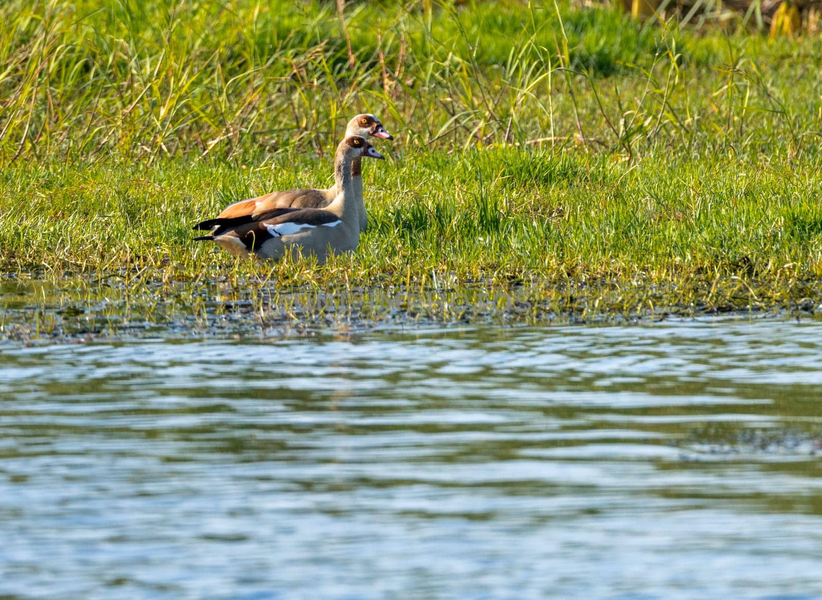 Pair of Egyptian geese sitting in the grass by the calm waters of the Nile River in Aswan Egypt