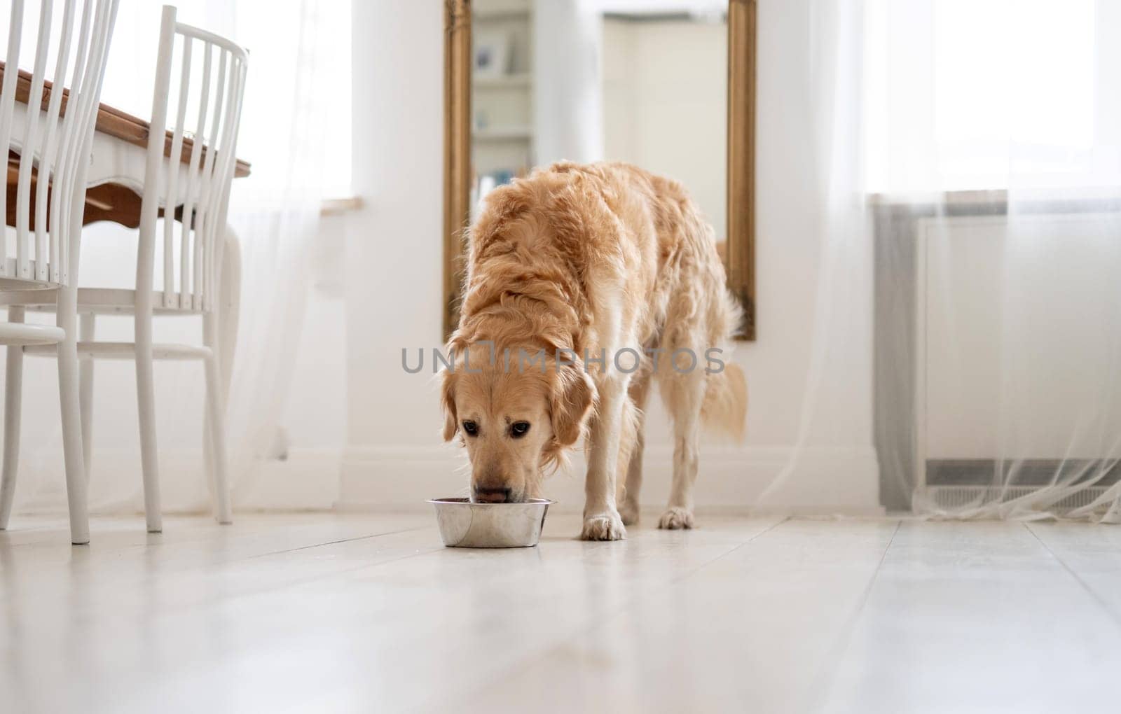 Adorable Golden Retriever Dog Drinking Water From Food Bowl At Home