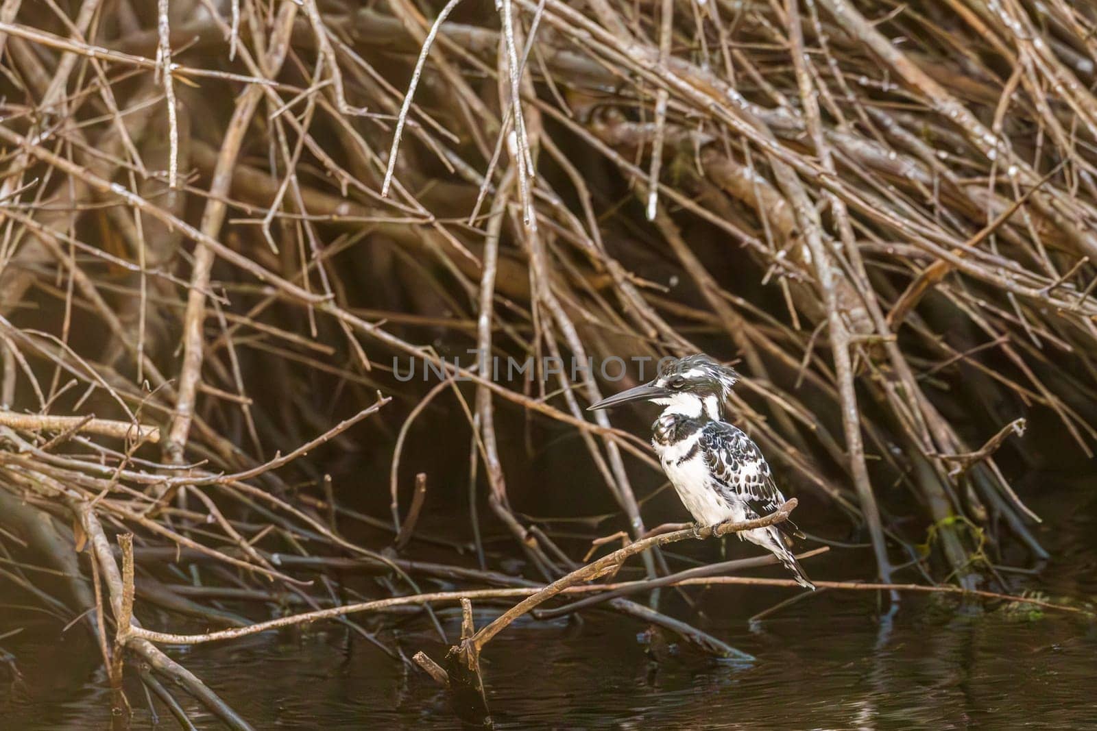 Single Water kingfisher sitting on twigs on edge of Nile River near Aswan in Egypt