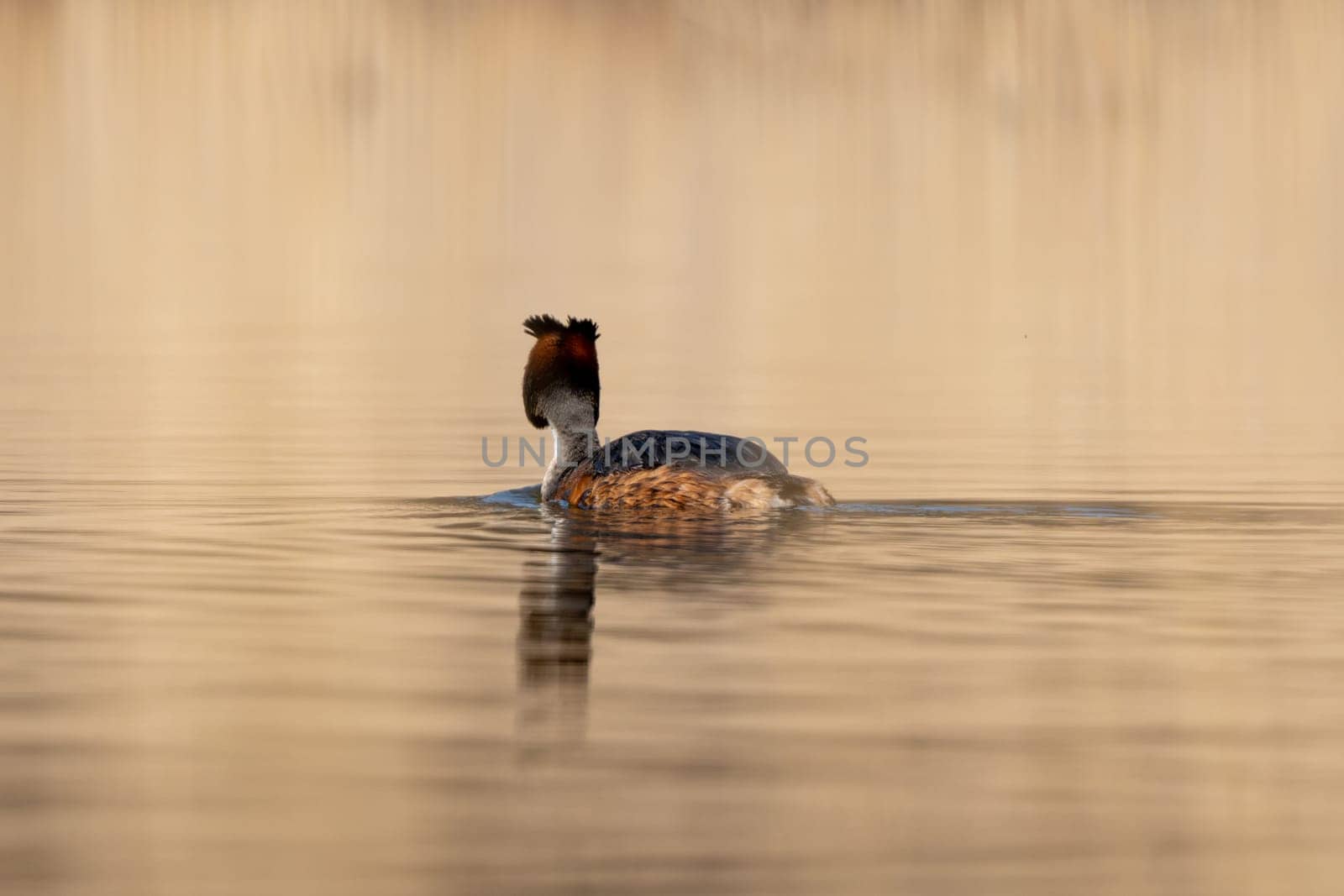 Great Crested Grebe Bird Swims In The Lake