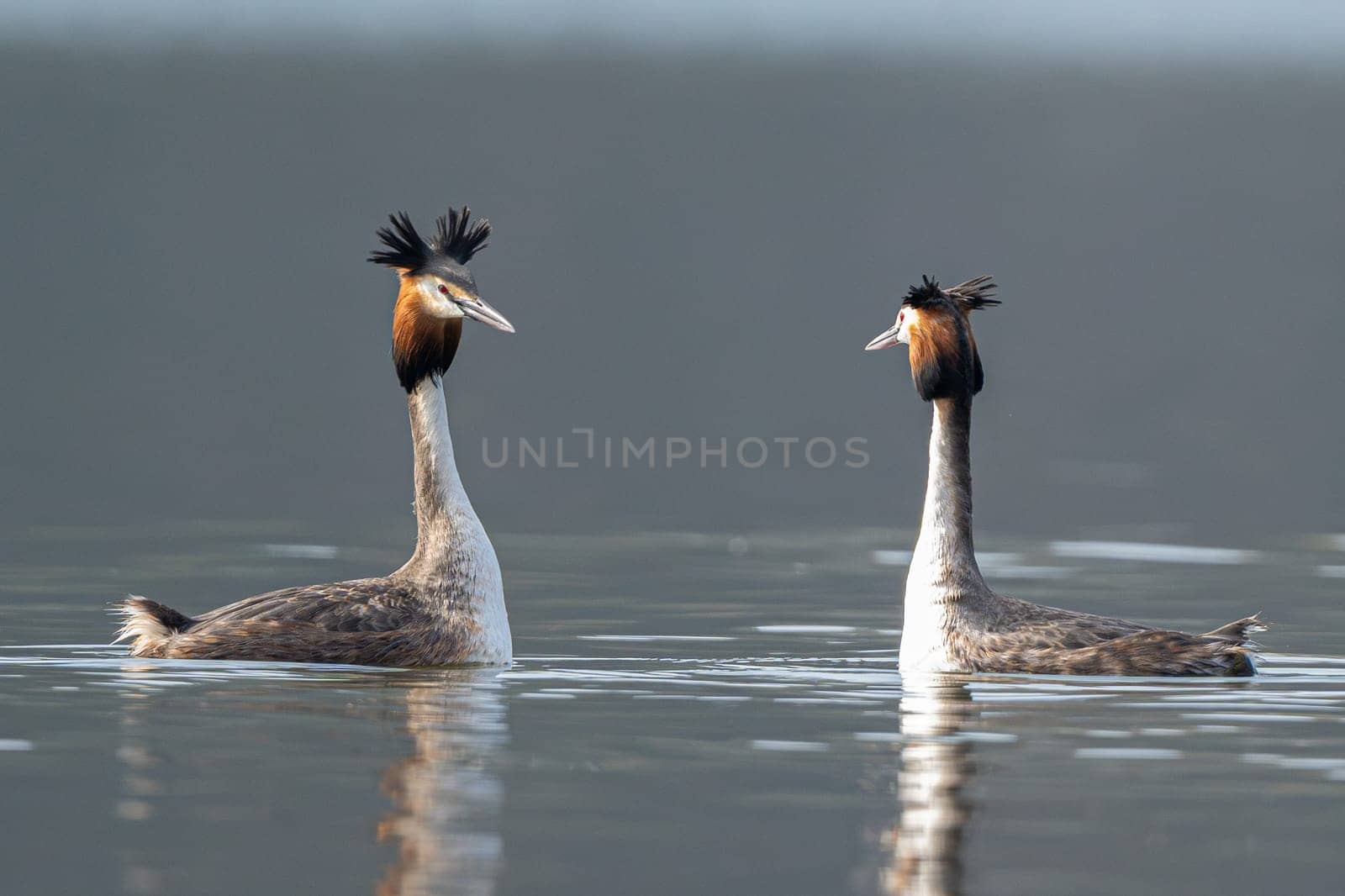 Great Crested Grebes Perform A Mating Dance