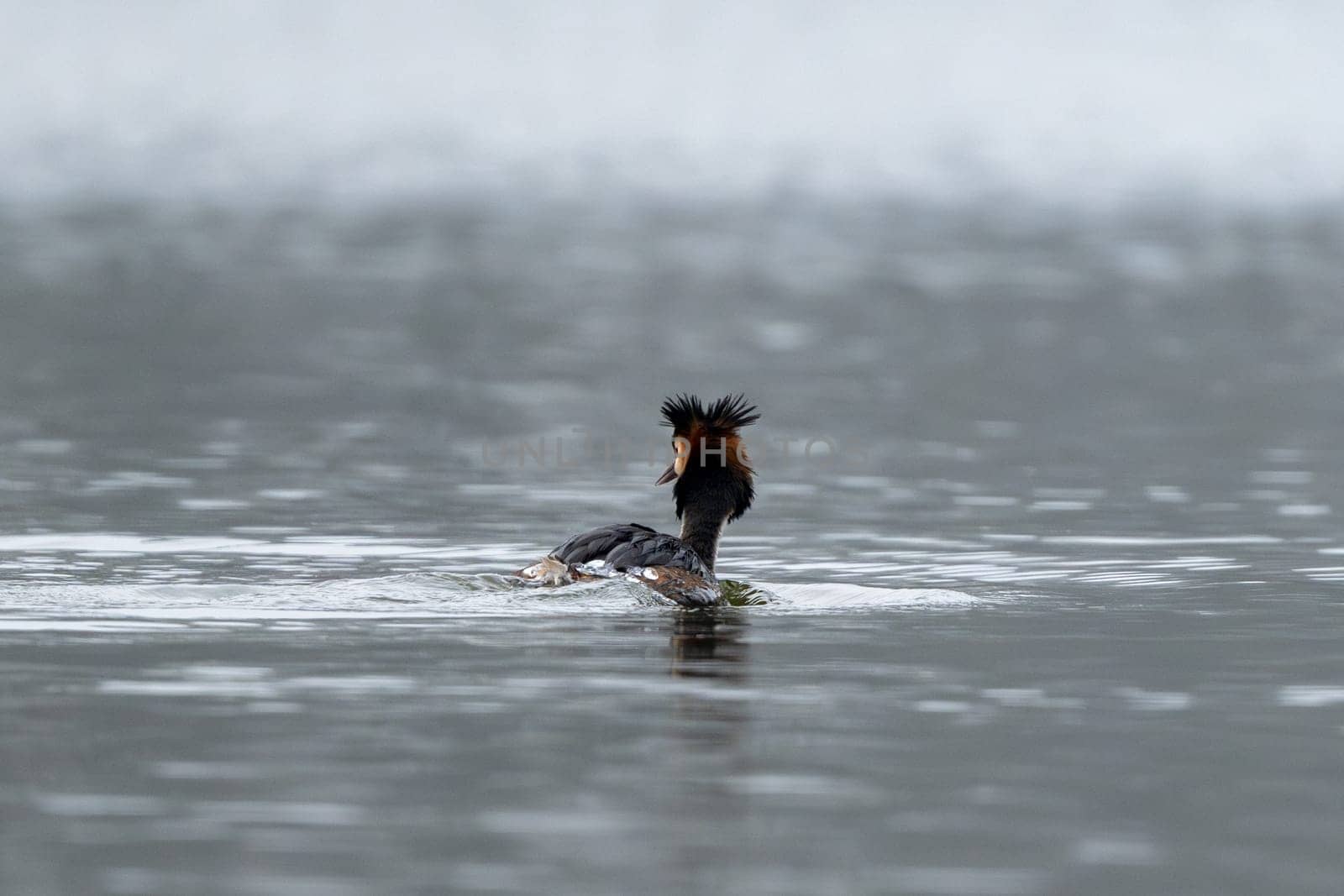 Great Crested Grebe Bird Swims In The Lake Seen From Behind