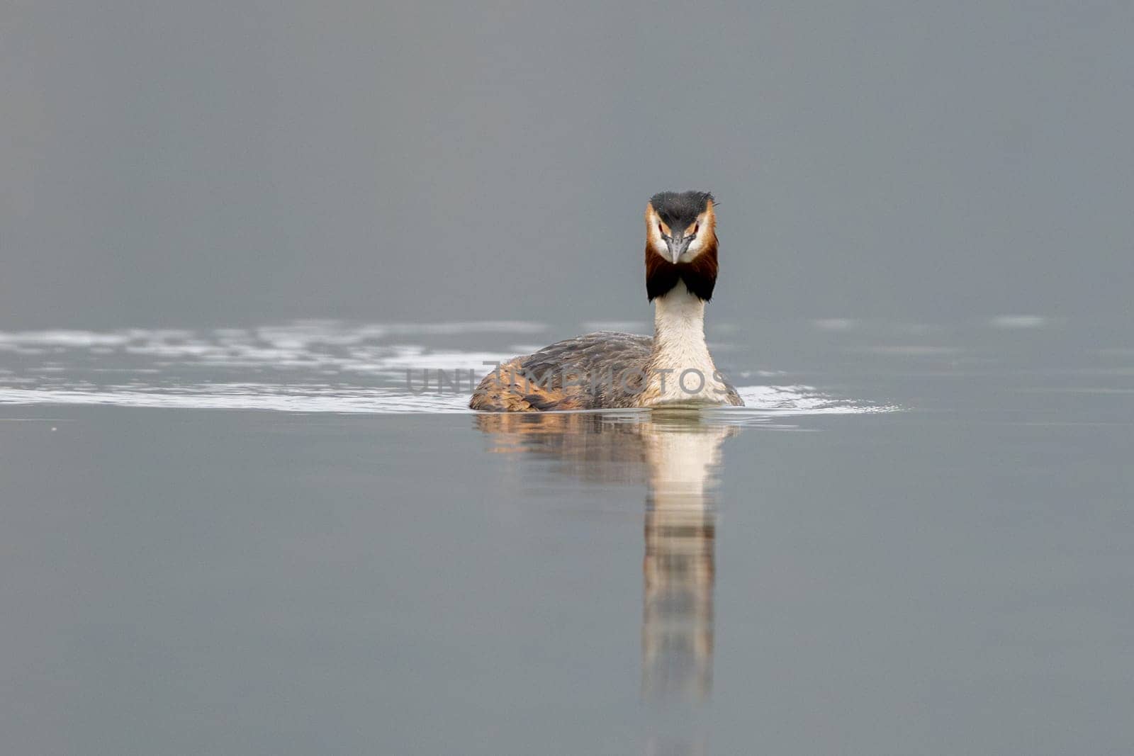 Great Crested Grebe Bird Swims In The Lake