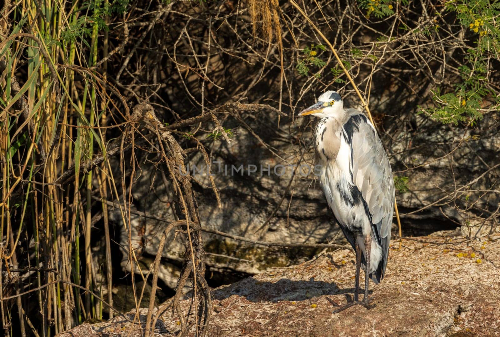 Single grey heron bird standing in on the rocky shore on edge of Nile river near Aswan, Egypt