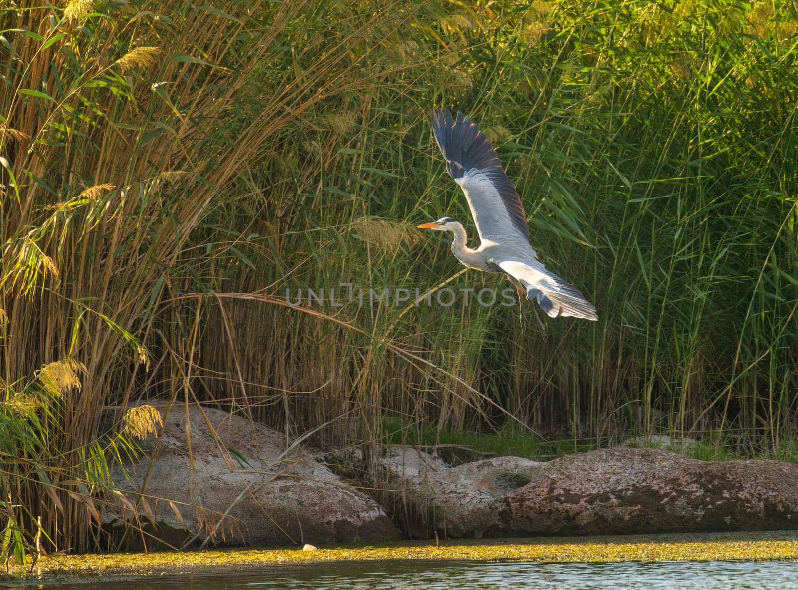 Single grey heron bird coming in to land over Nile river near Aswan in Egypt