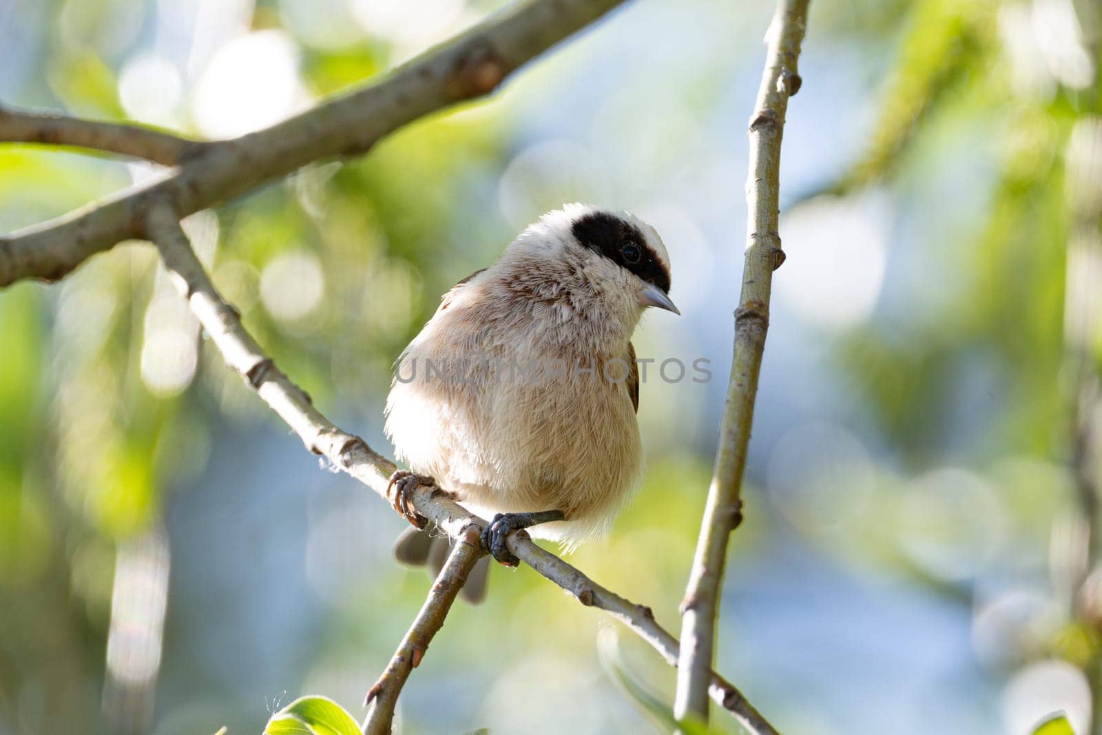 Remez Bird Sitting On Branch Close-Up View