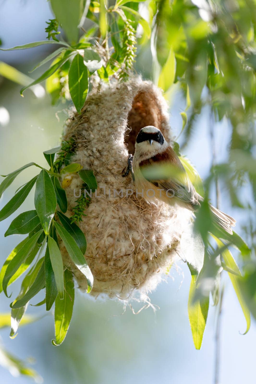 Reeves Bird Building Its Nest In Spring