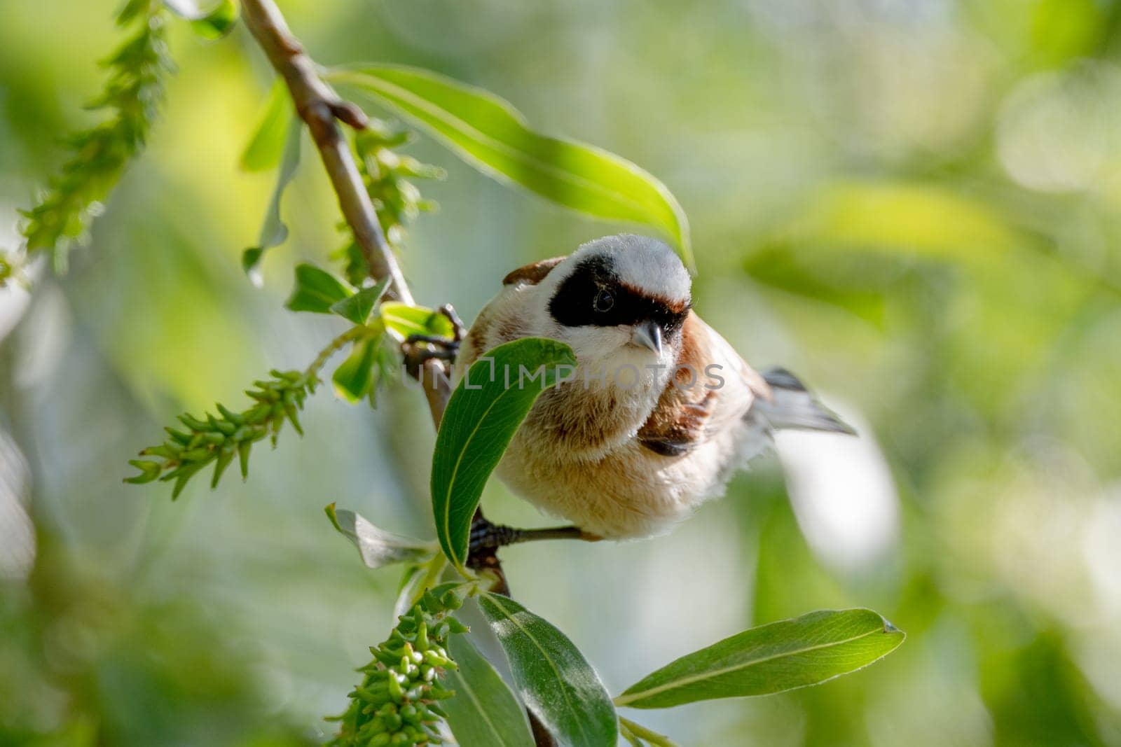 Remez Bird Sitting On Branch Close-Up View