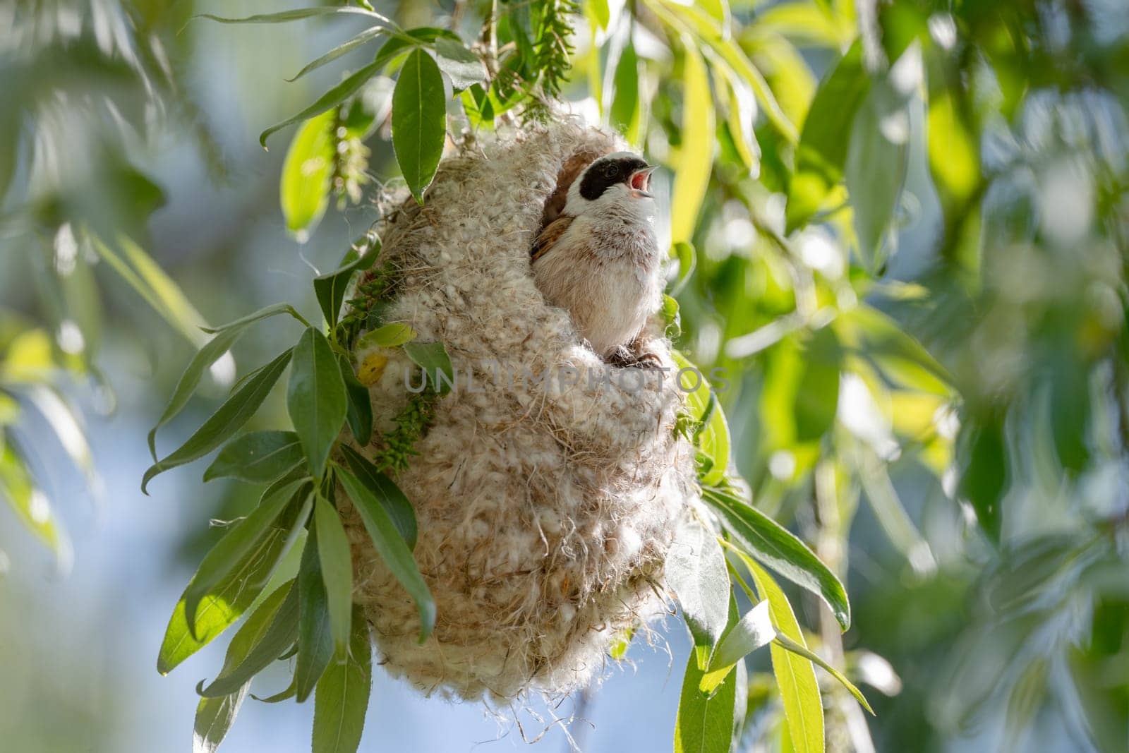 Reeves Bird Building Its Nest In Spring