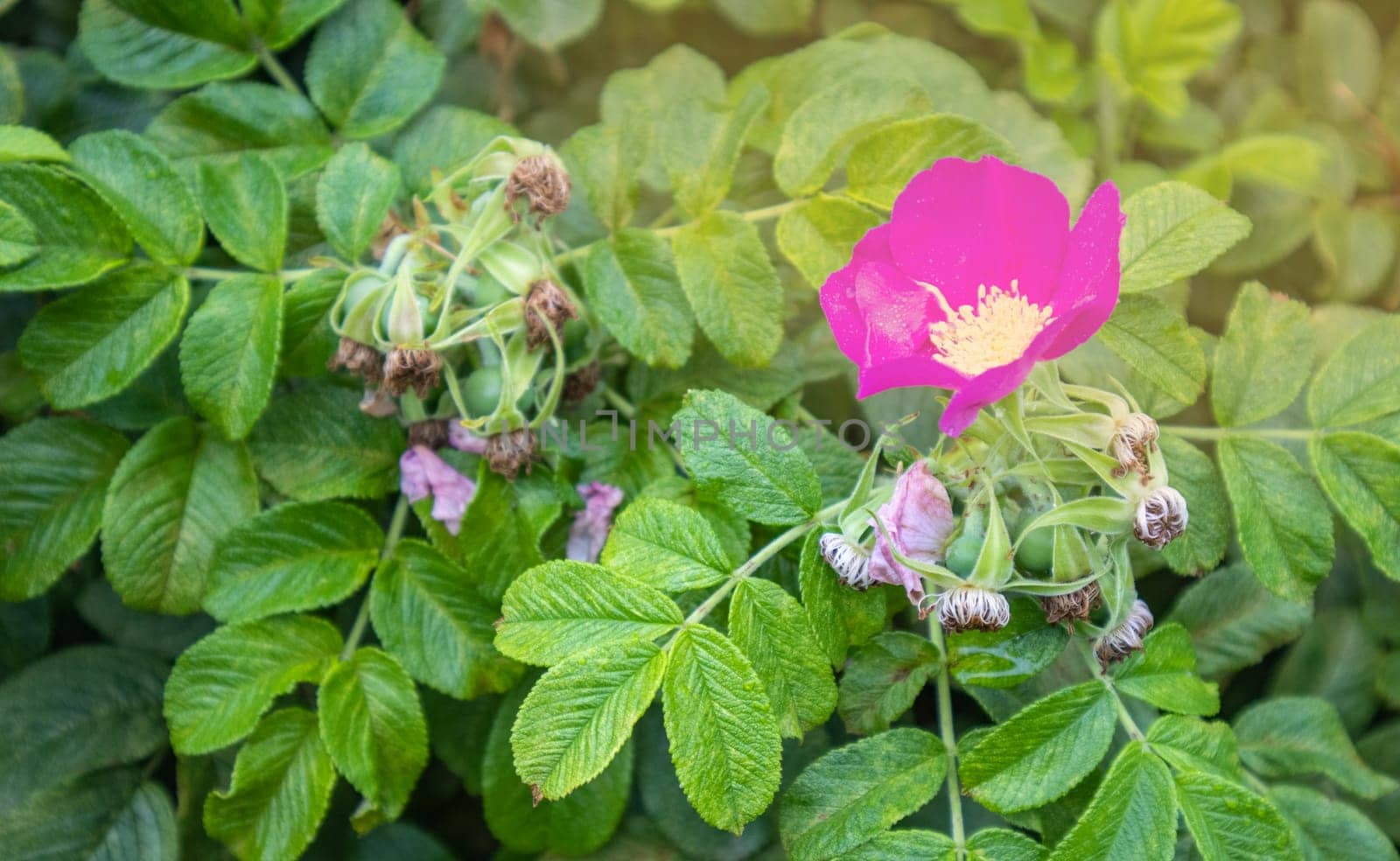 A single pink rosehip flower with leaves on a bush. Garden plant in natural environment against the background of soft sunlight.