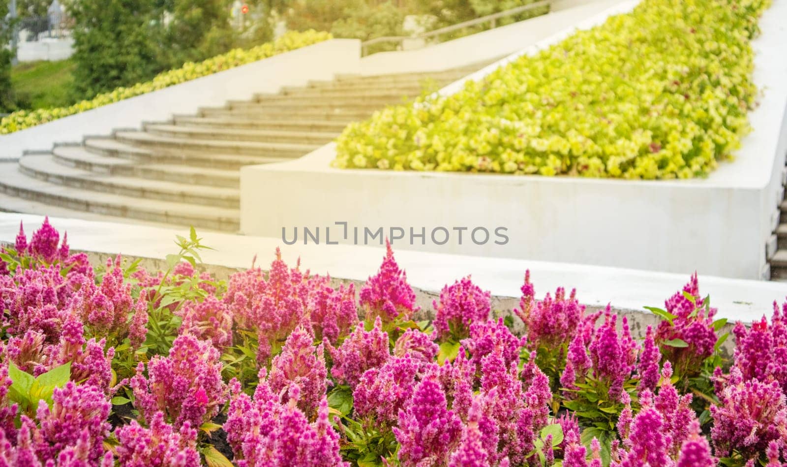 A flowerbed in the park with bright red celosia flowers blooming in rows against the bright green of trees and soft sunlight.
