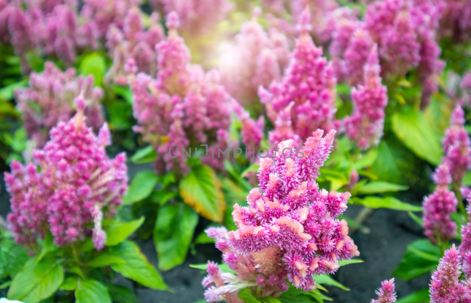 Celosia silvery, real cockerel in ornamental garden, beautiful floral background.