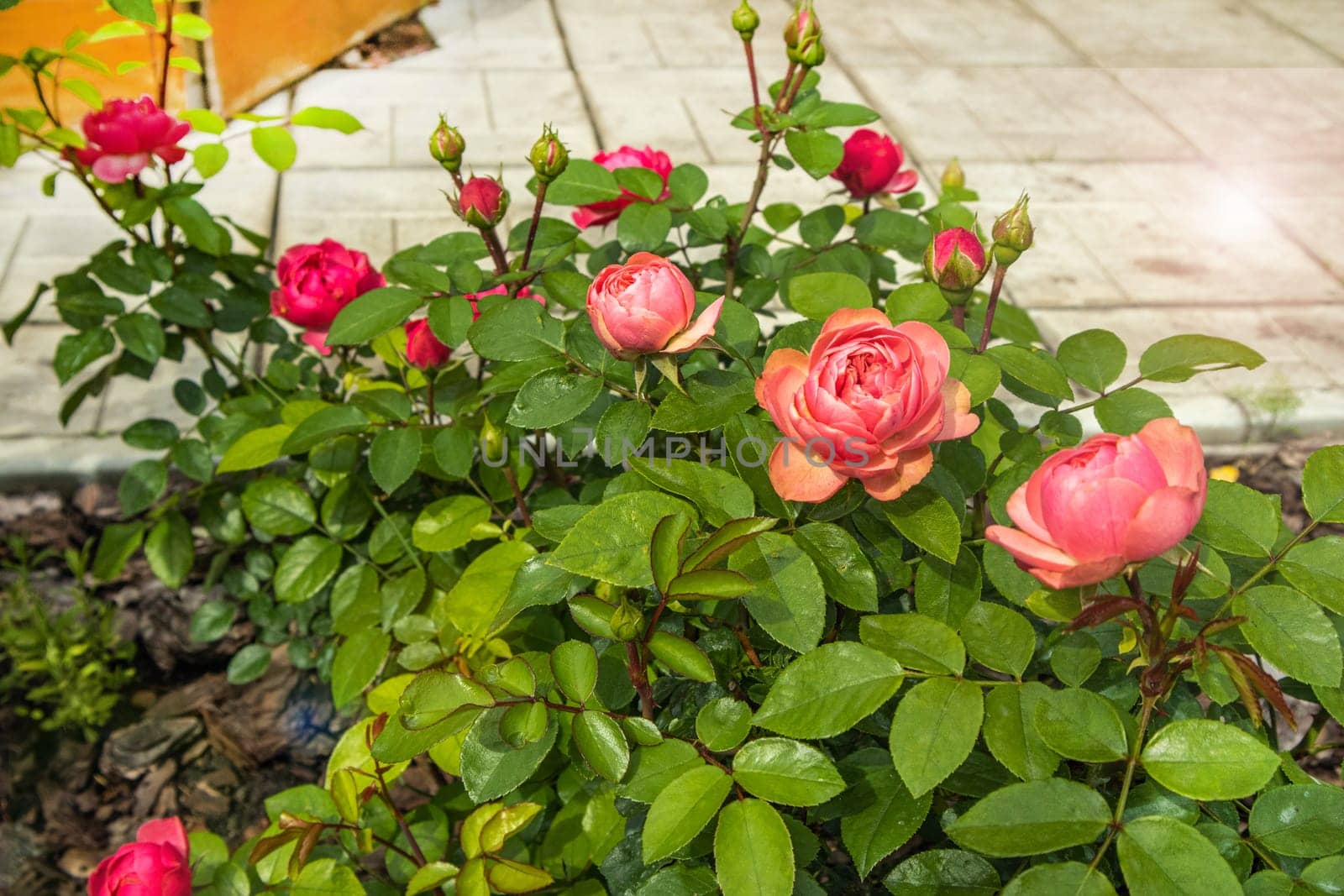 Close-up of a pink rose bush, a flowerbed in a park, near a tile sidewalk.