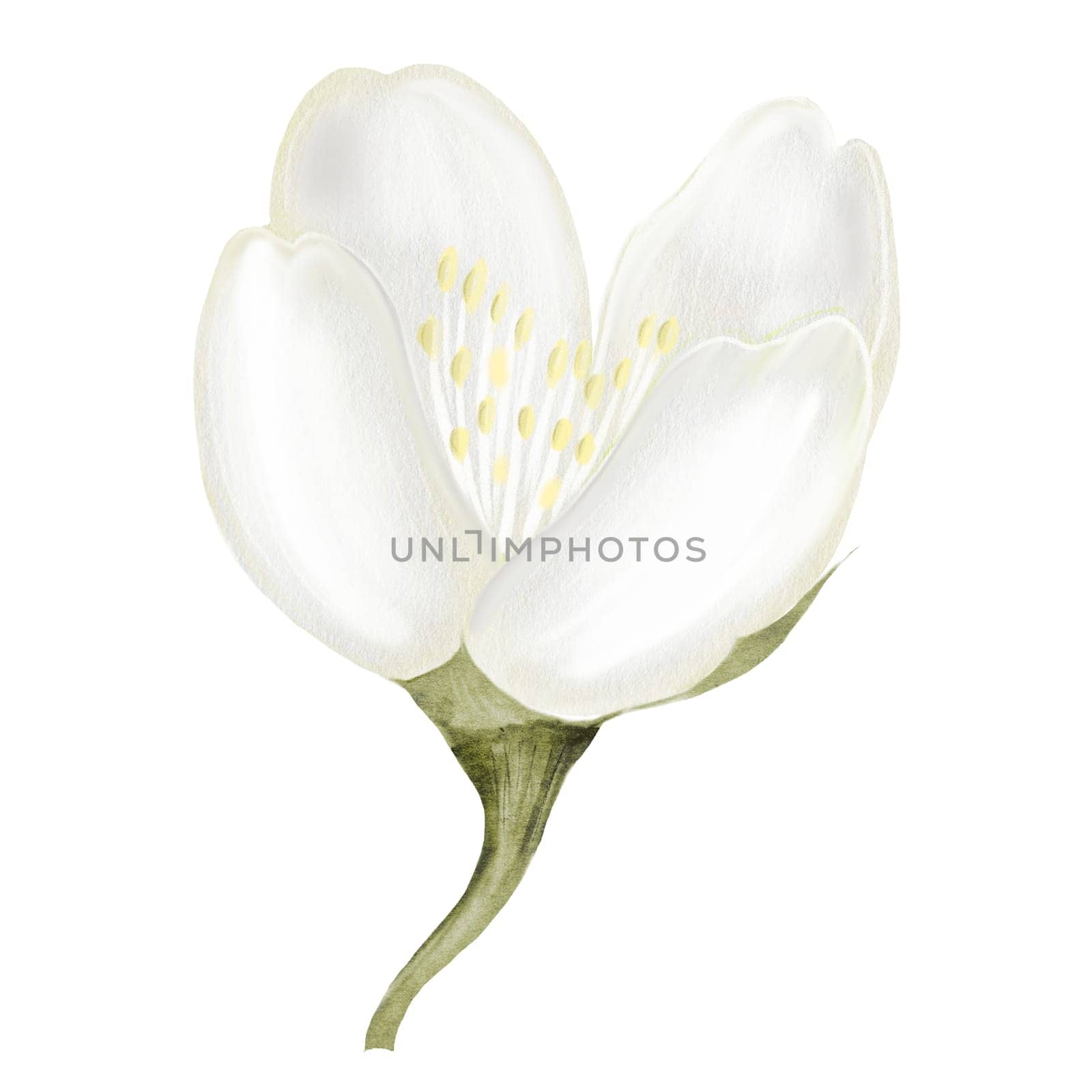 Jasmine white flower watercolor. Hand drawn bud delicate. Clip art botanical on white background. Ideal for logo of tea and aromatic products from jasmine. High quality illustration