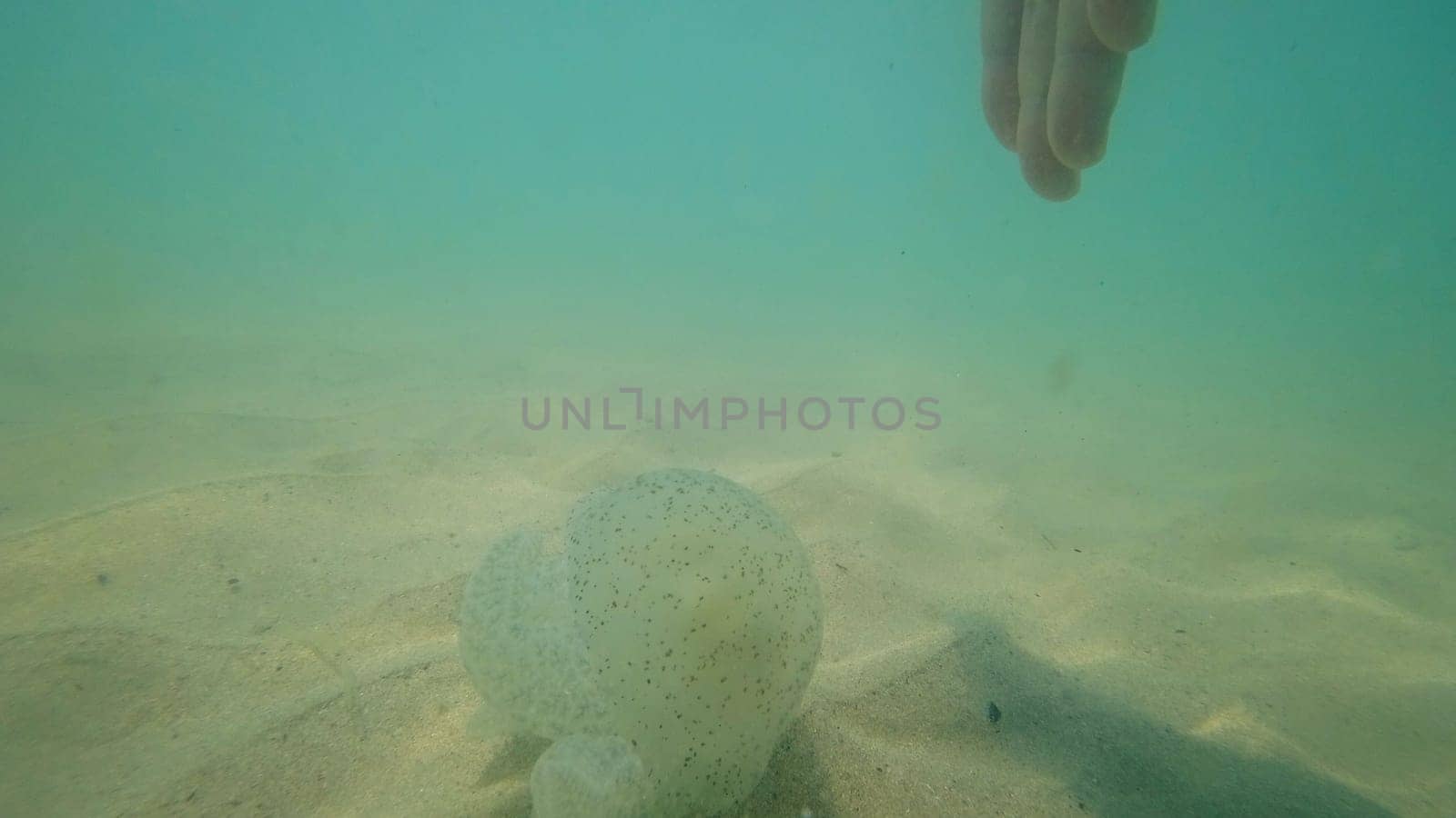 Caucasian hand gently reaching towards a jellyfish resting on the sandy seabed, creating a mesmerizing underwater scene in the clear, shallow waters of the ocean
