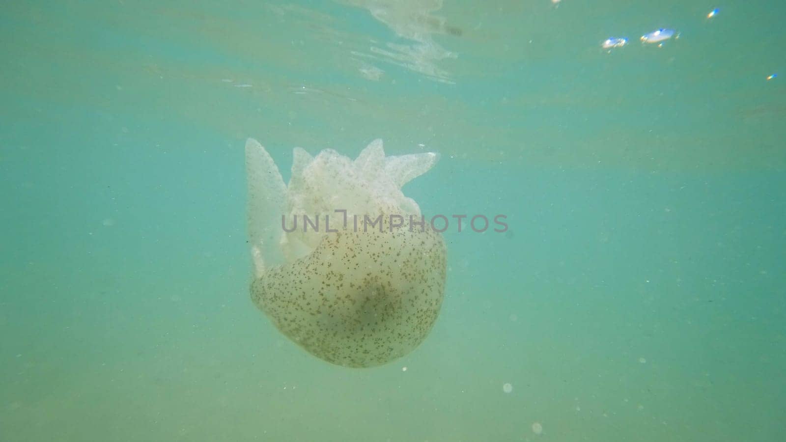 Jellyfish with speckled bell and translucent tentacles gracefully floating in clear turquoise water, small air bubbles rising towards the surface
