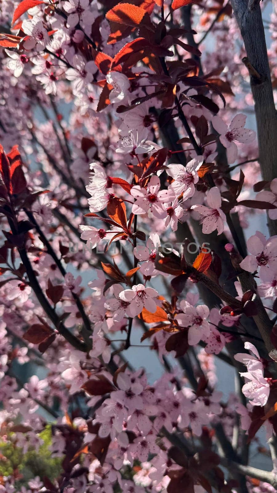 Blossoming cherry tree branches filled with delicate pink flowers and vibrant leaves highlight the essence of springtime beauty, showcasing nature's vibrant colors and the joy of renewal