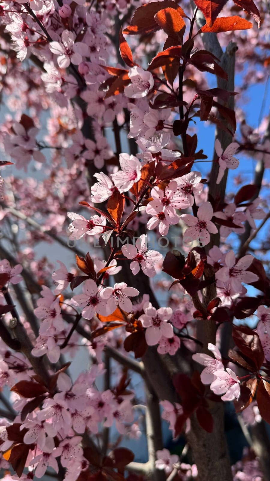 Cherry blossoms bloom on branches adorned with delicate pink flowers and deep brown leaves, set against a bright blue sky, highlighting the essence of nature and the arrival of springtime