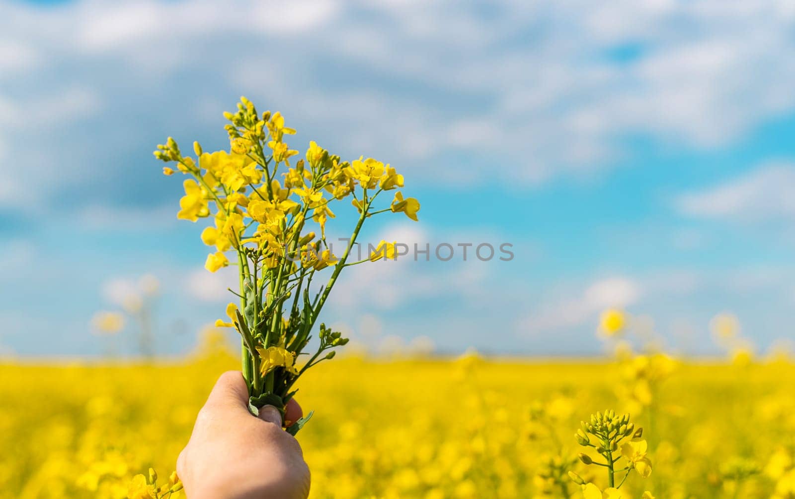 Mustard field blooming yellow. Selective focus. nature.
