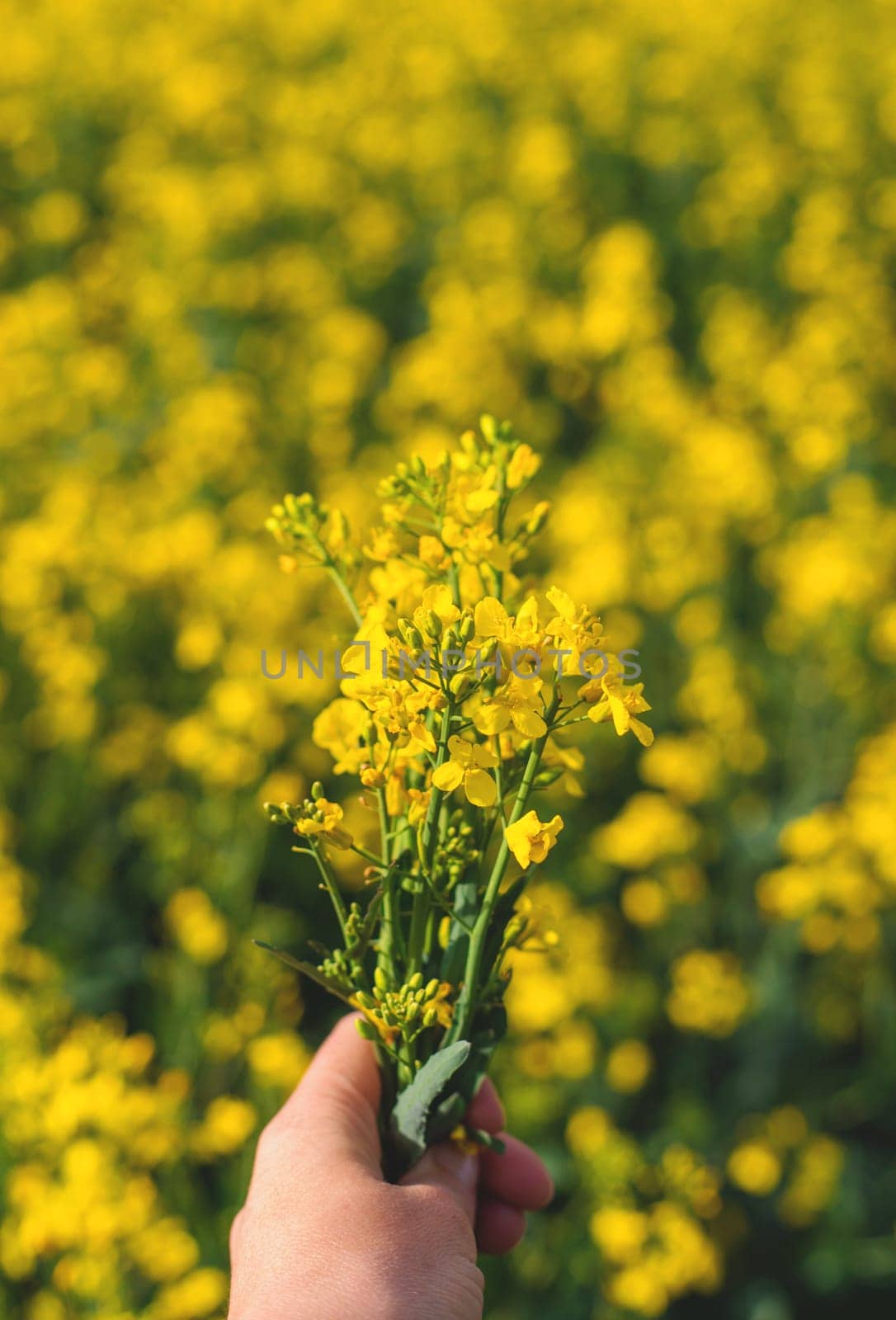 Mustard field blooming yellow. Selective focus. nature.