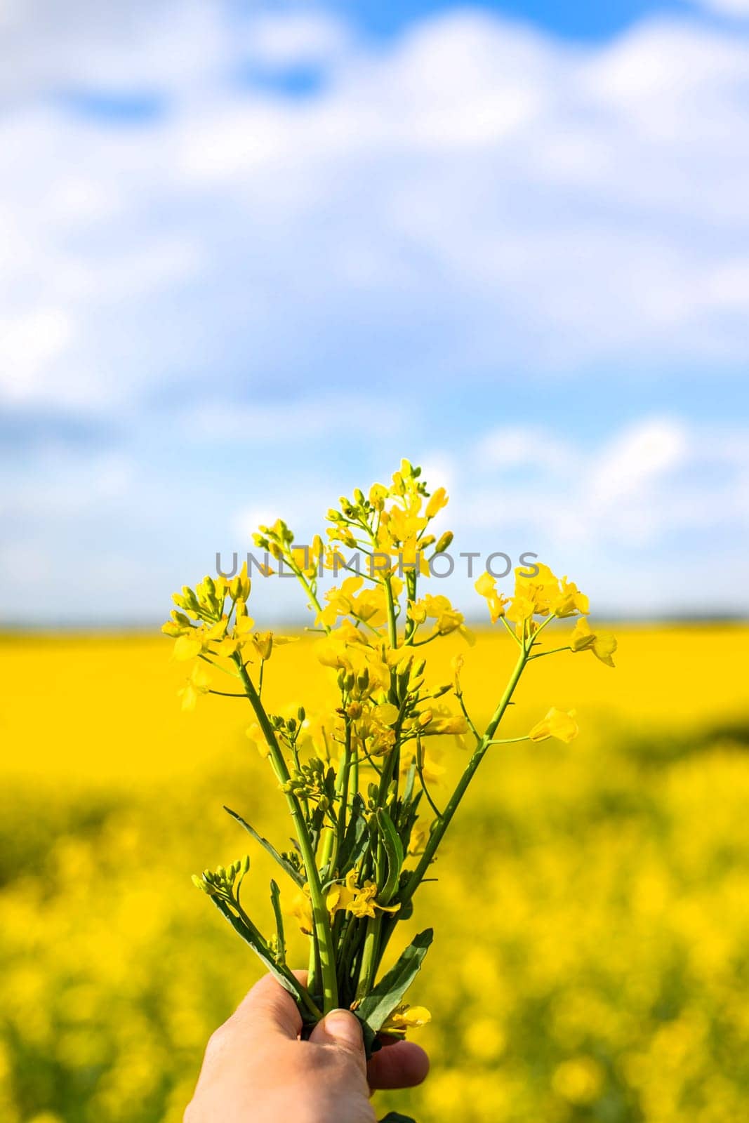 Mustard field blooming yellow. Selective focus. nature.