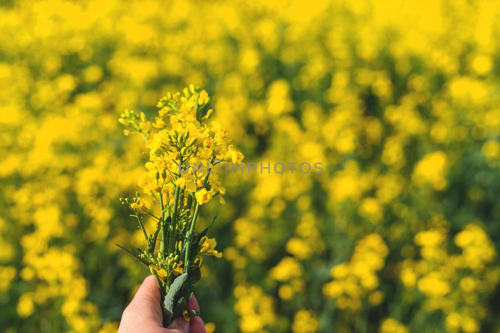 Mustard field blooming yellow. Selective focus. nature.