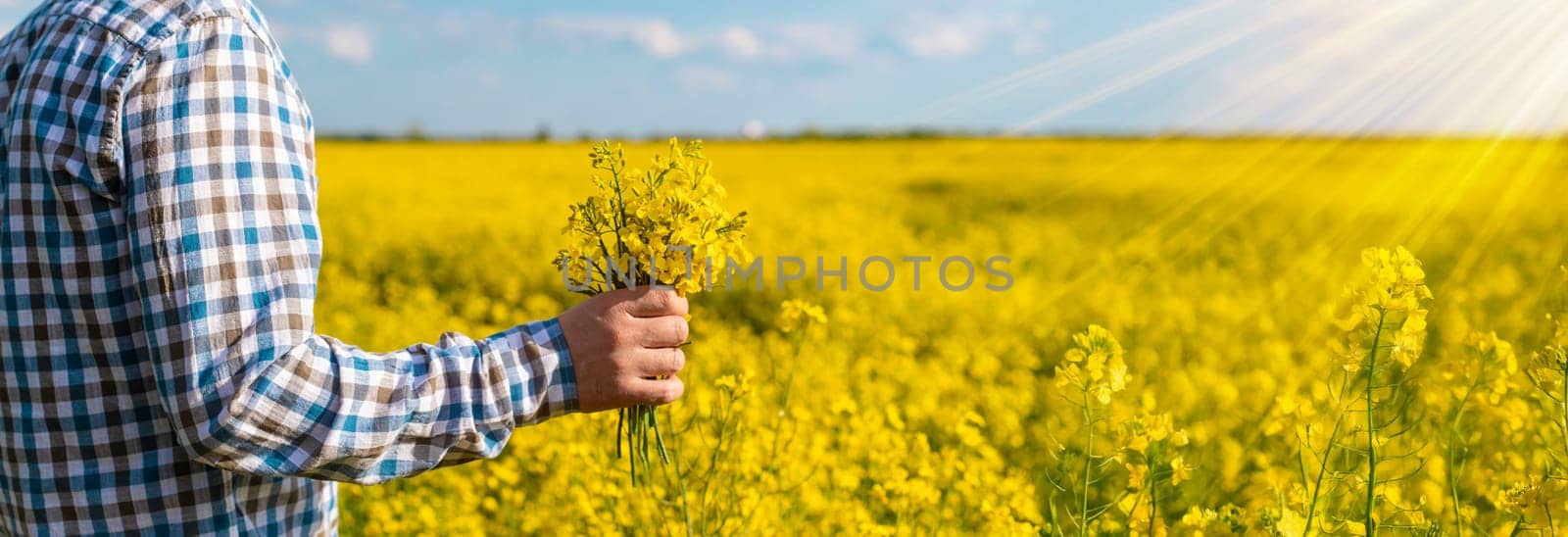 farmer in mustard field. Selective focus. nature.