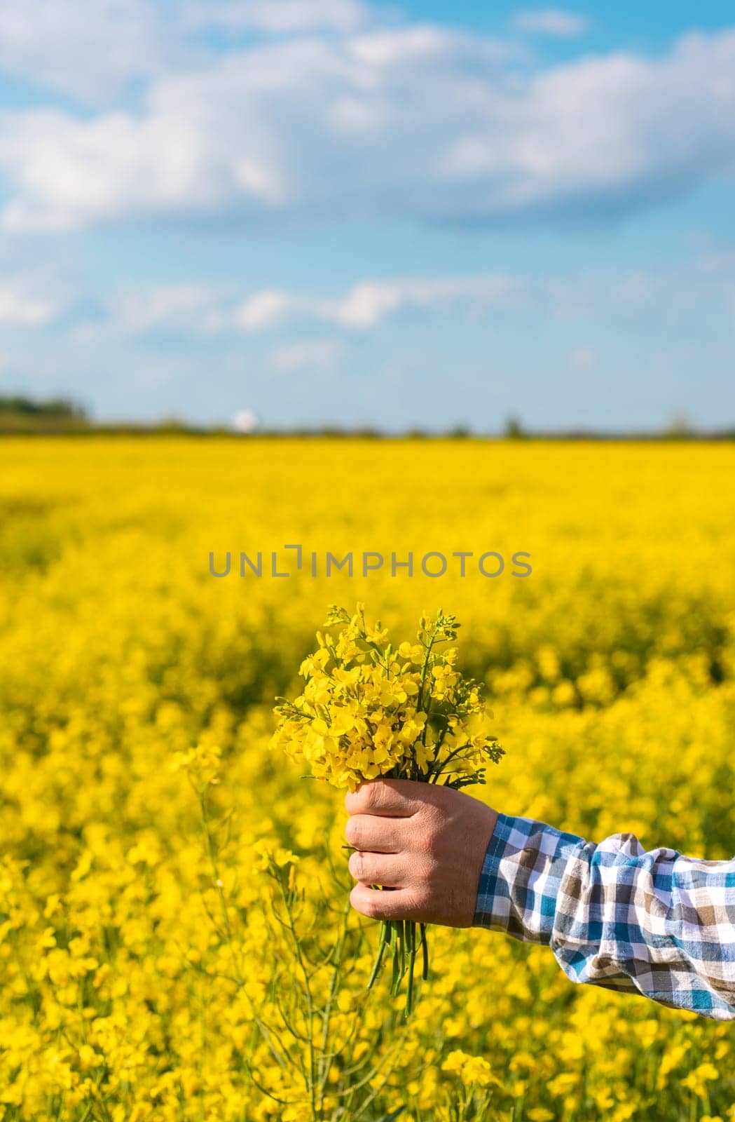 farmer in mustard field. Selective focus. nature.