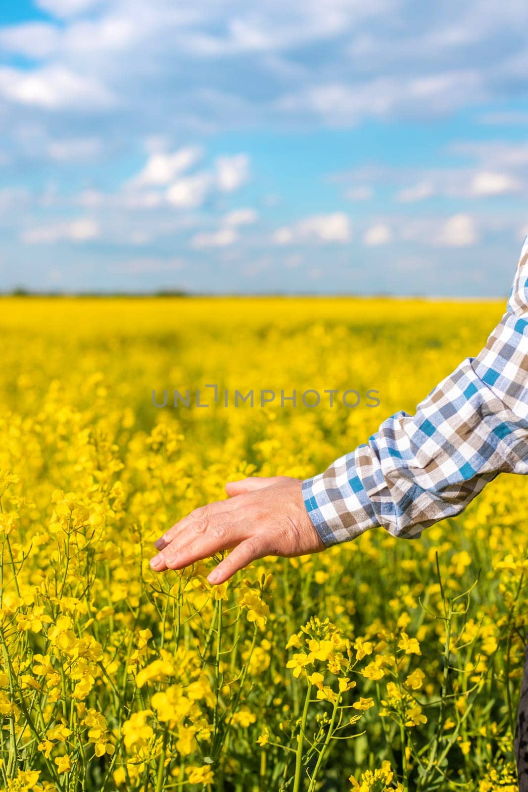 farmer in mustard field. Selective focus. nature.