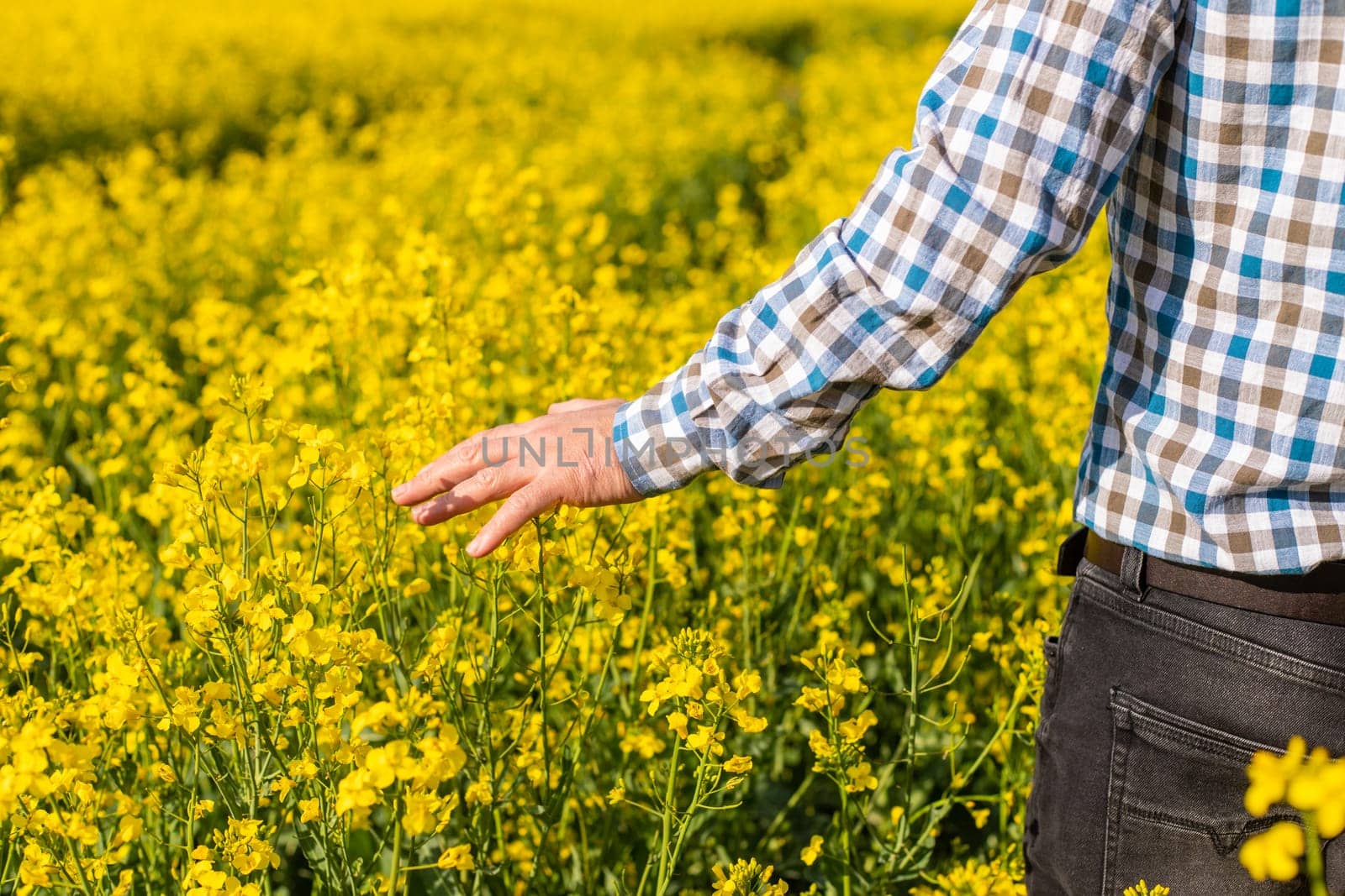 farmer in mustard field. Selective focus. nature.