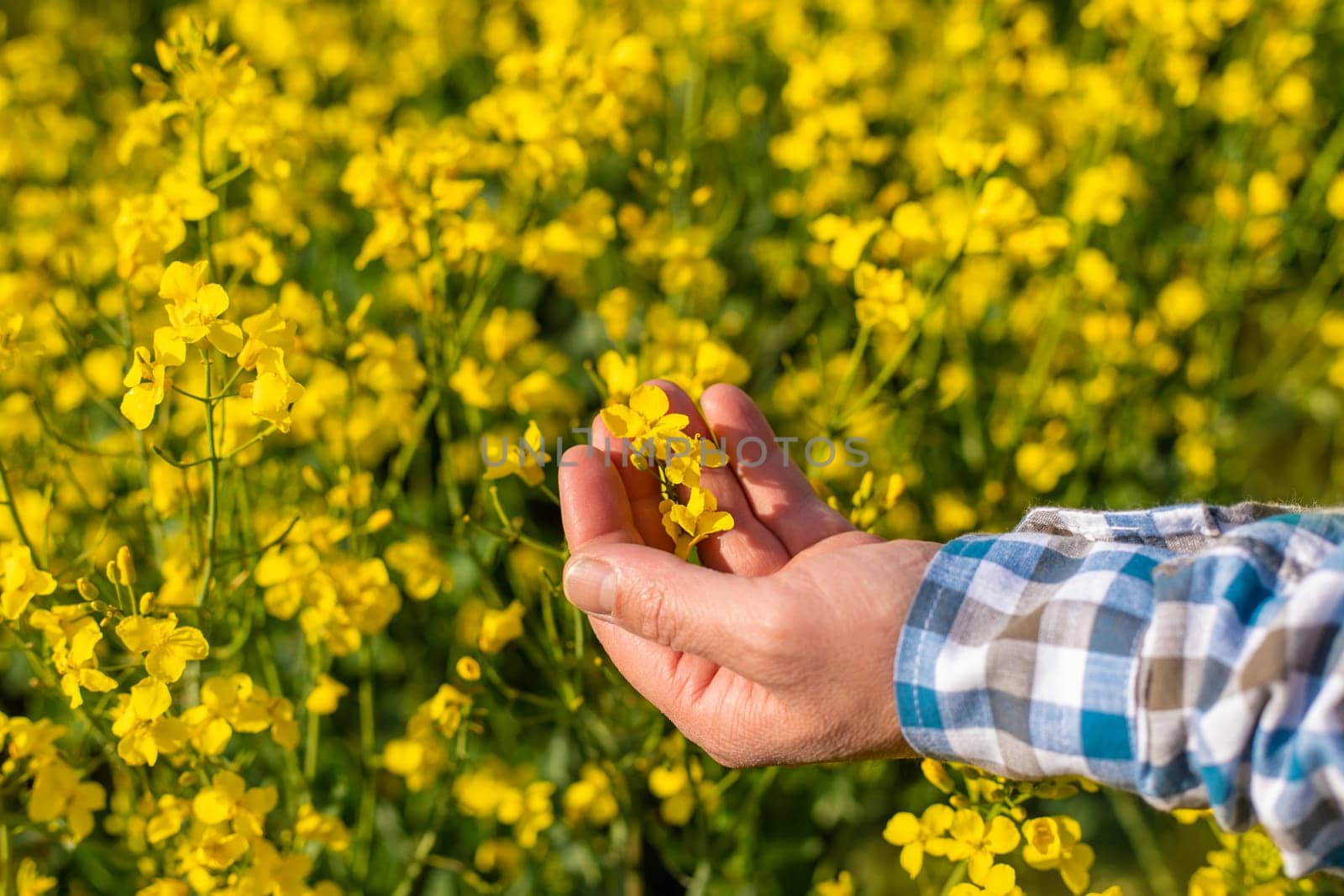 farmer in mustard field. Selective focus. nature.