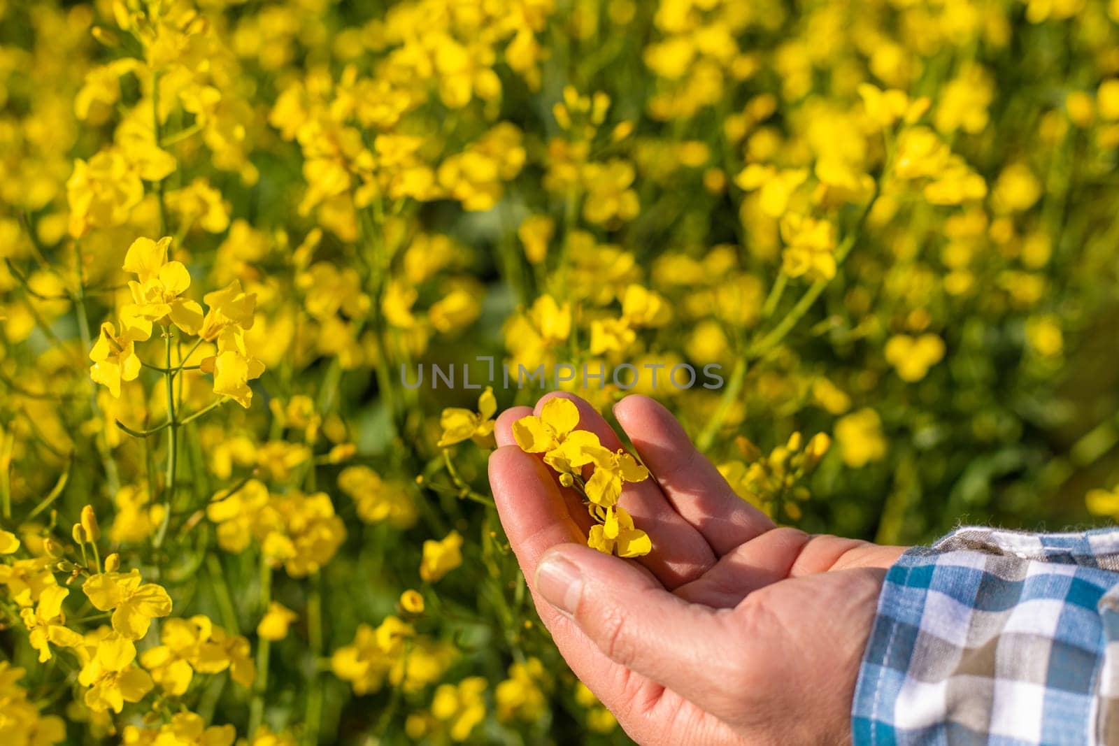 farmer in mustard field. Selective focus. nature.