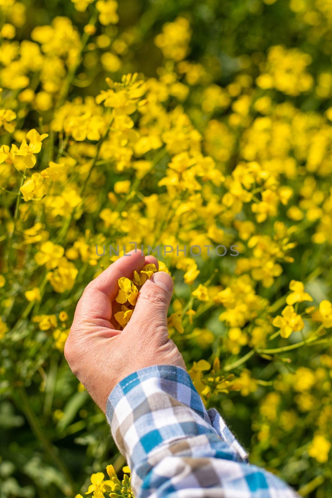 farmer in mustard field. Selective focus. nature.