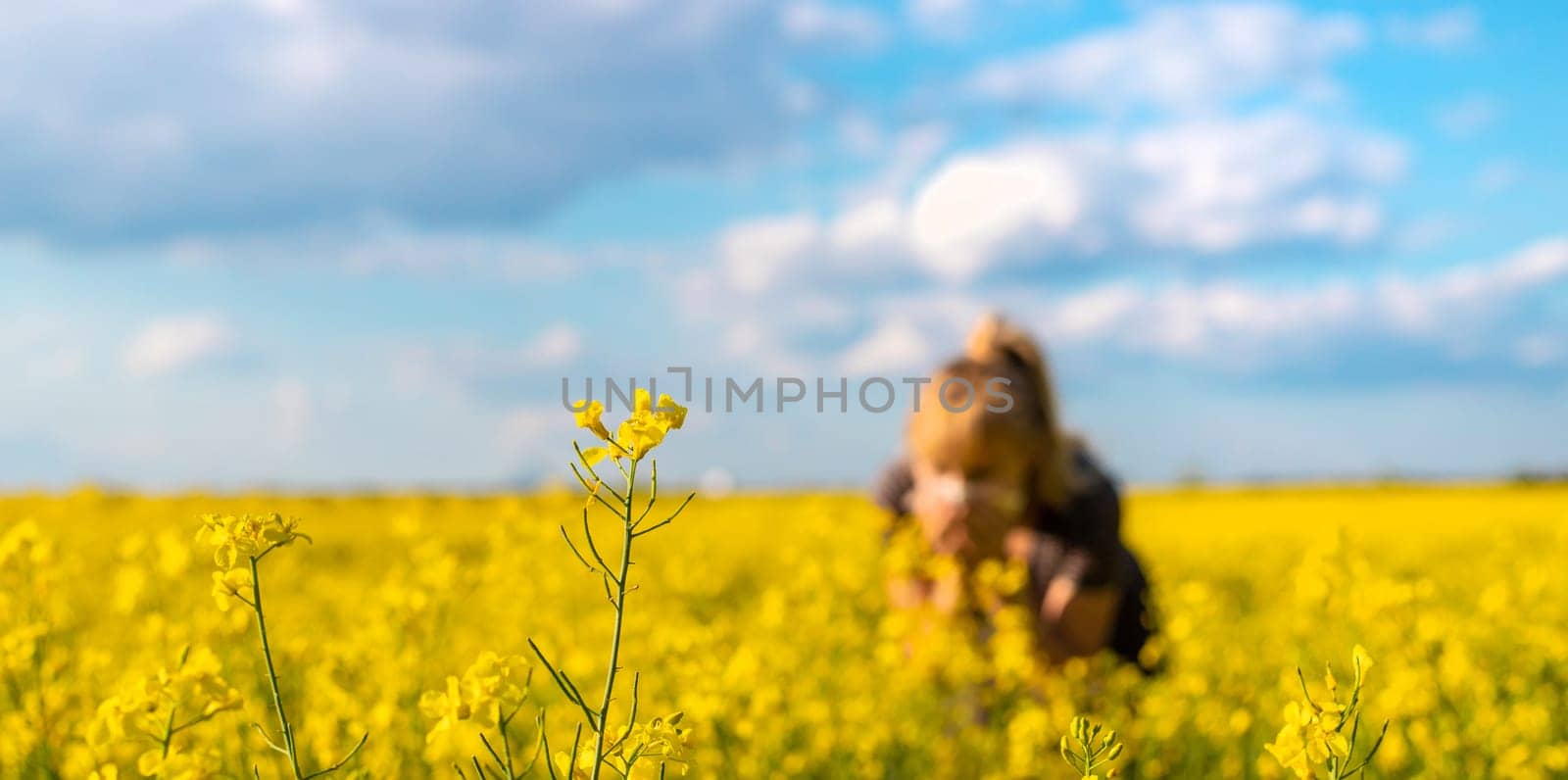 Yellow field flowers allergy. Selective focus. nature.