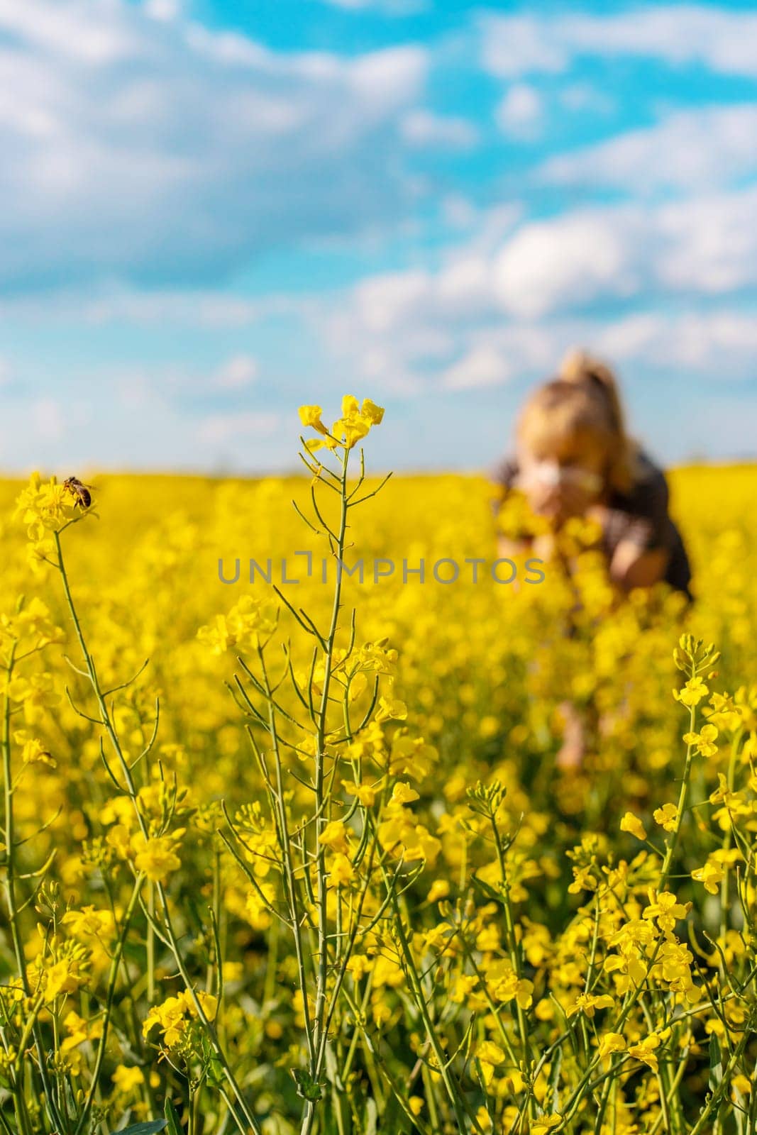 Yellow field flowers allergy. Selective focus. nature.