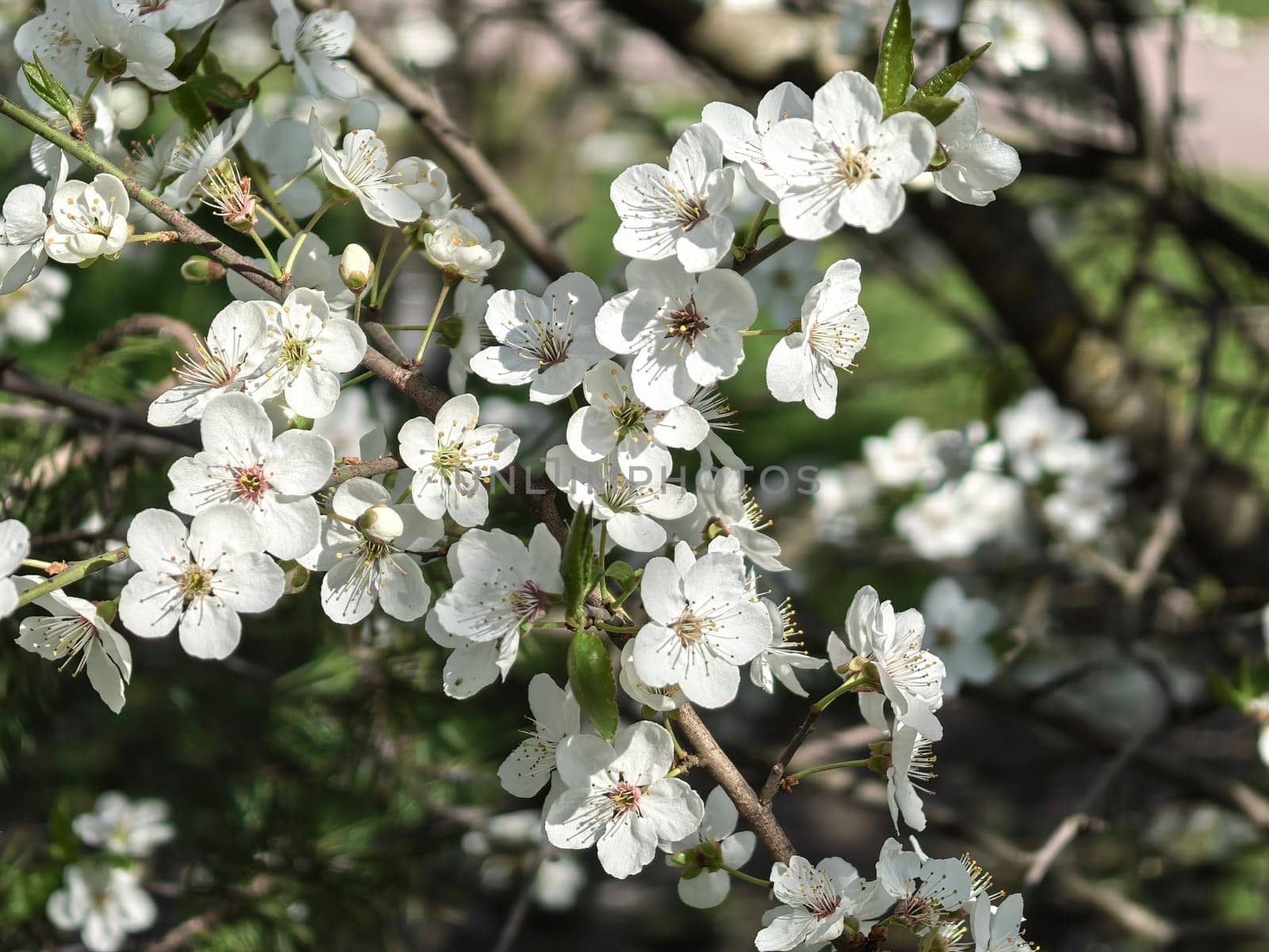 Delicate white cherry blossoms in full bloom against a clear blue sky, a scene of natural beauty and tranquility. Made by a smartphone.