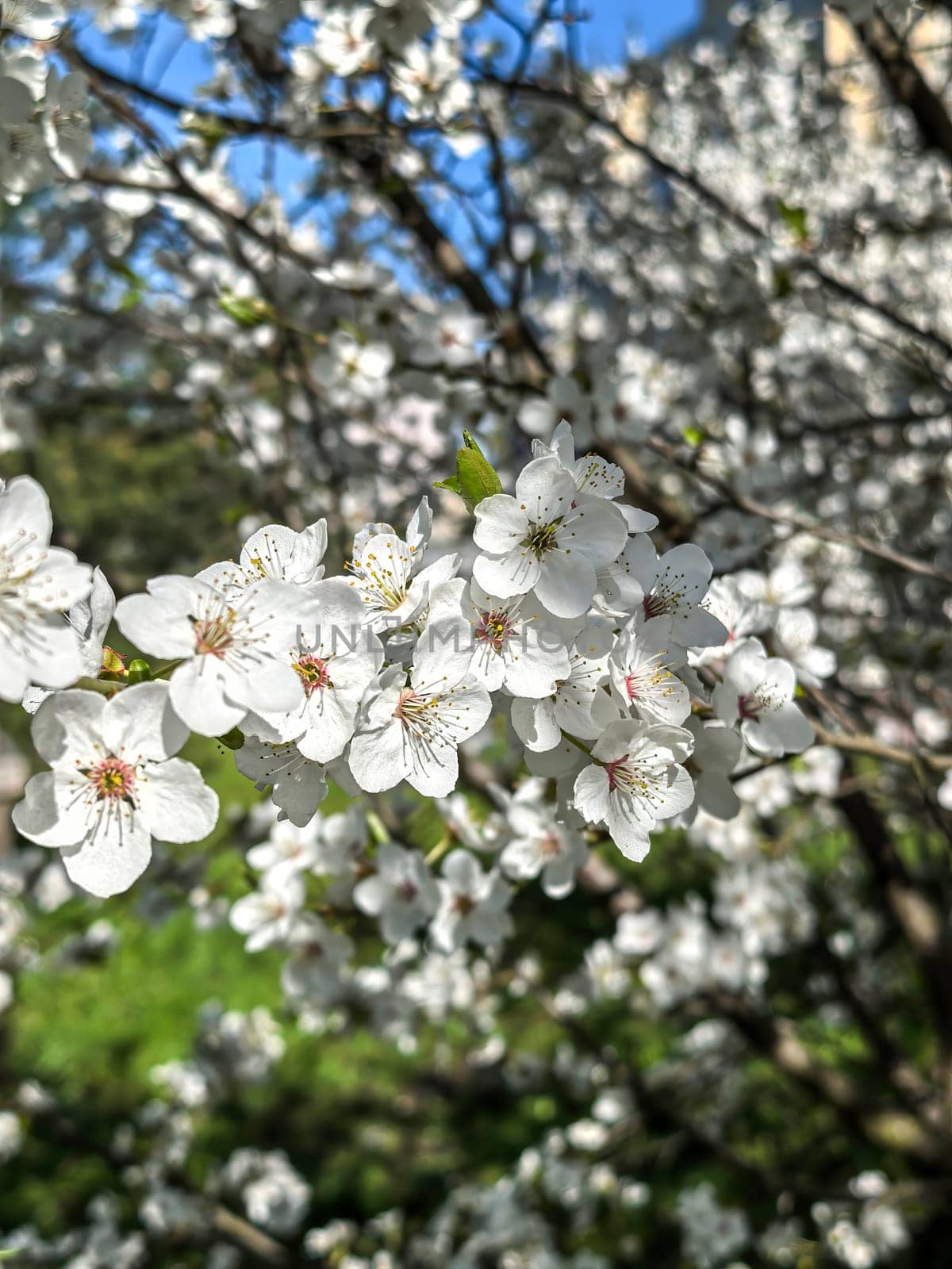 Delicate white cherry blossoms in full bloom against a clear blue sky, a scene of natural beauty and tranquility. Made by a smartphone.