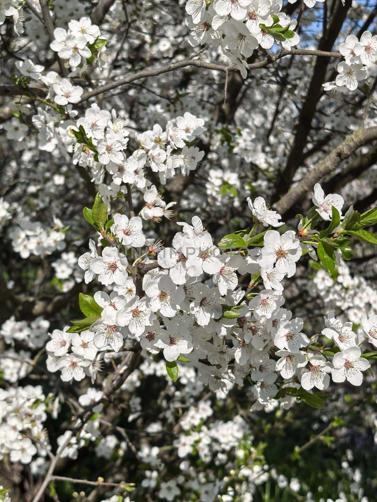 Cherry flowers with white petals and green leaves create a beautiful spring scene. Made by a smartphone.