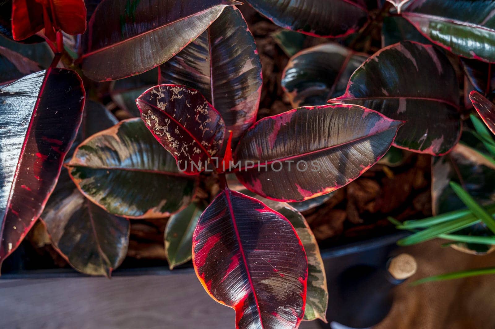 top view of close-up of several large ficus plants, potted plants Rubber tree, Ficus elastica, known as Rubber Fig, with large glossy, dark green leaves with a red tint. flowers stand on the floor