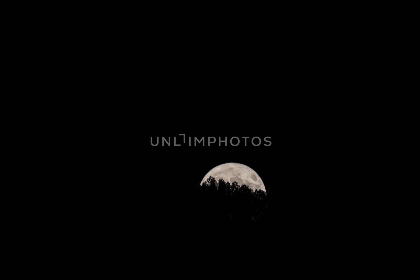 Moonrise Serenity: Full Moon Emerging Amidst Trees in Nocturnal Capture.A tranquil nocturnal scene unfolds as the full moon rises above the horizon, framed by silhouetted trees against the vast negative space
