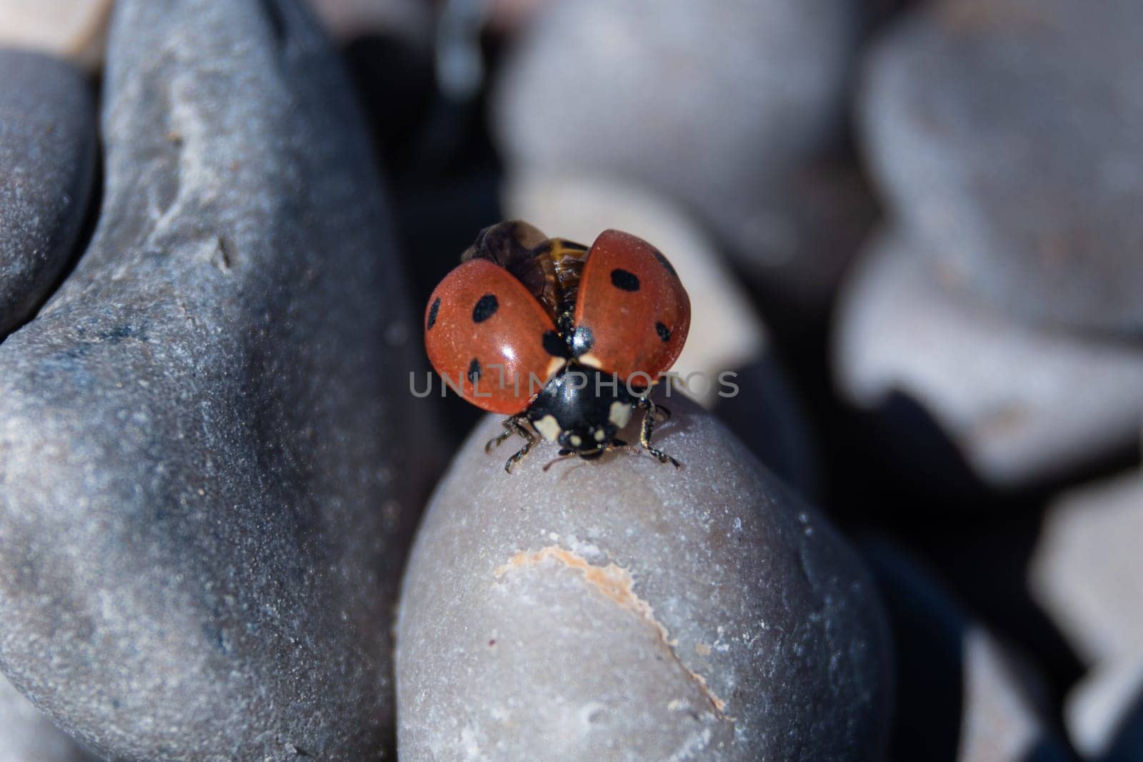 Catch the captivating sight of a ladybug readying for flight, spreading its wings atop round stones, captured in dynamic detail through a macro lens, with a softly blurred background evoking a sense of movement and anticipation