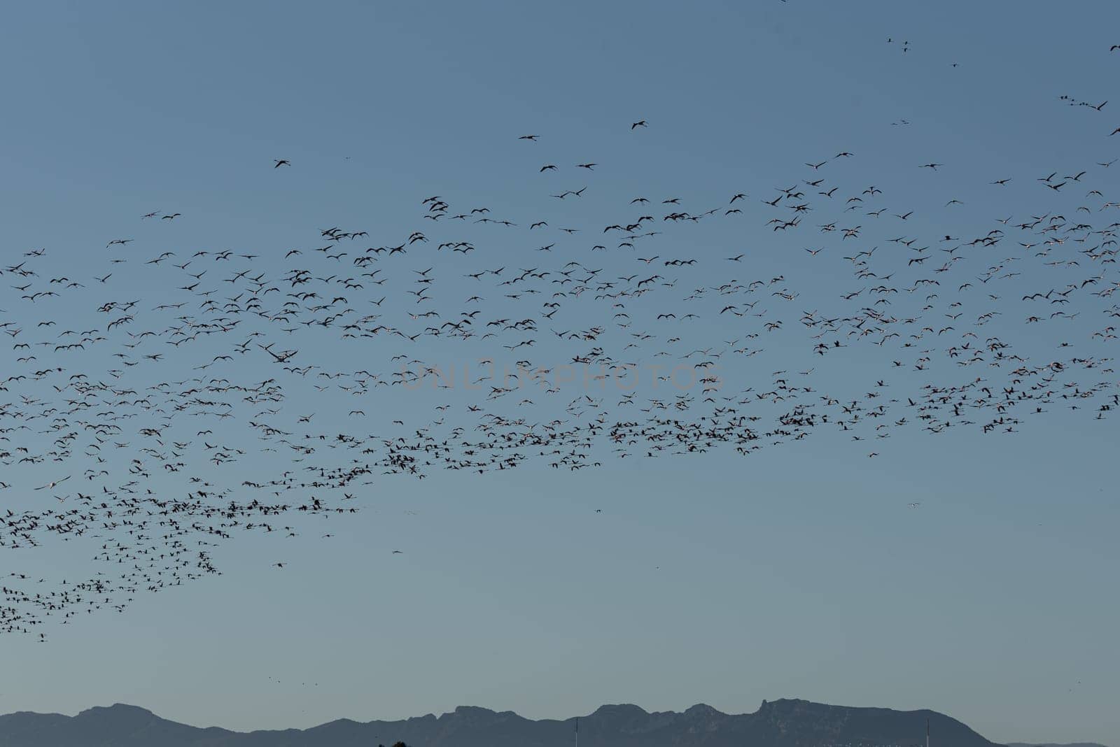 Ethereal Flight: Flamingo Ballet Across Albufera's Azure Sky. In a mesmerizing spectacle, flamingos dance gracefully across the azure sky of Albufera, embodying the ethereal beauty of Valencia's coastal landscape.