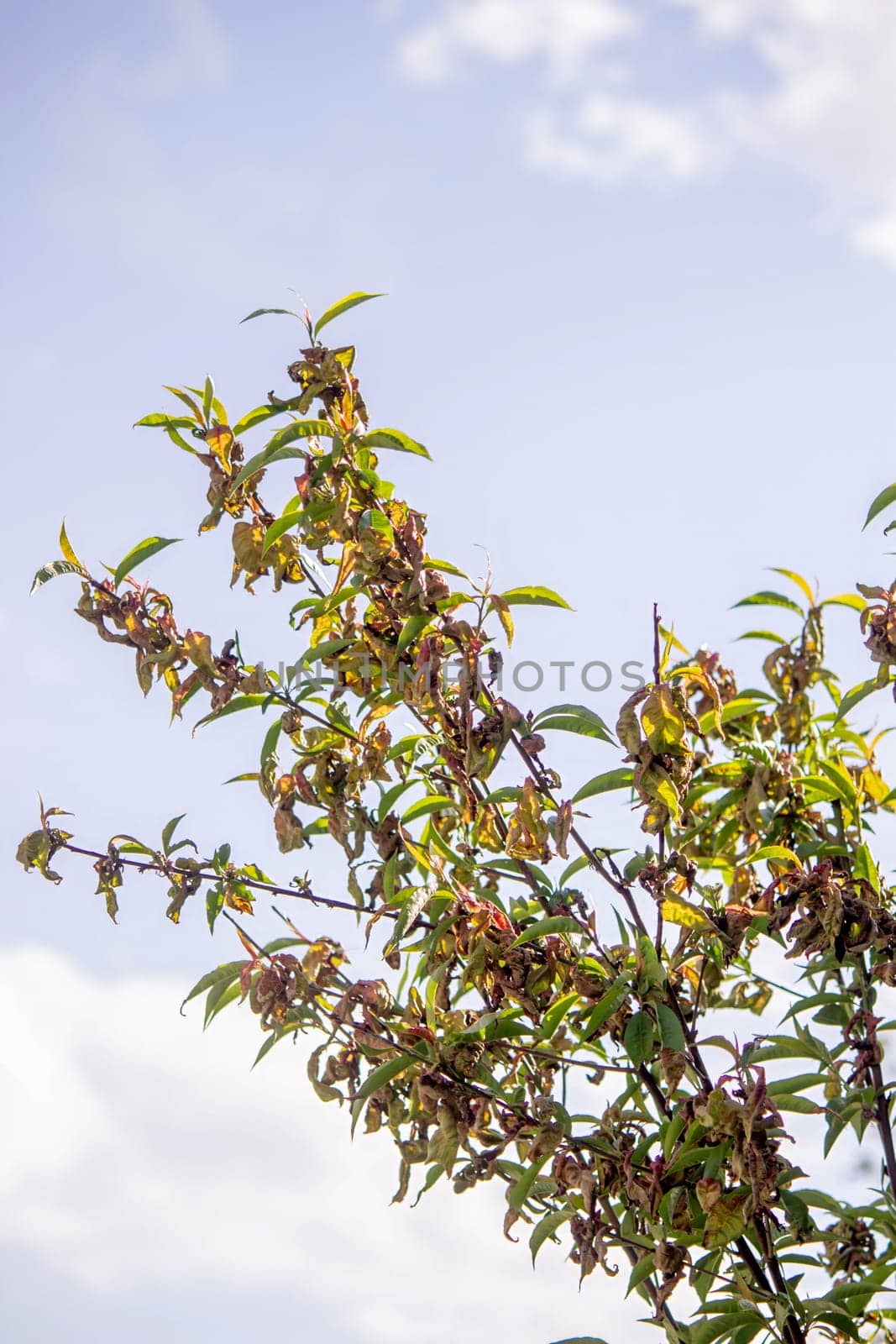 Sick leaves on the peach tree. Taphrina deformans