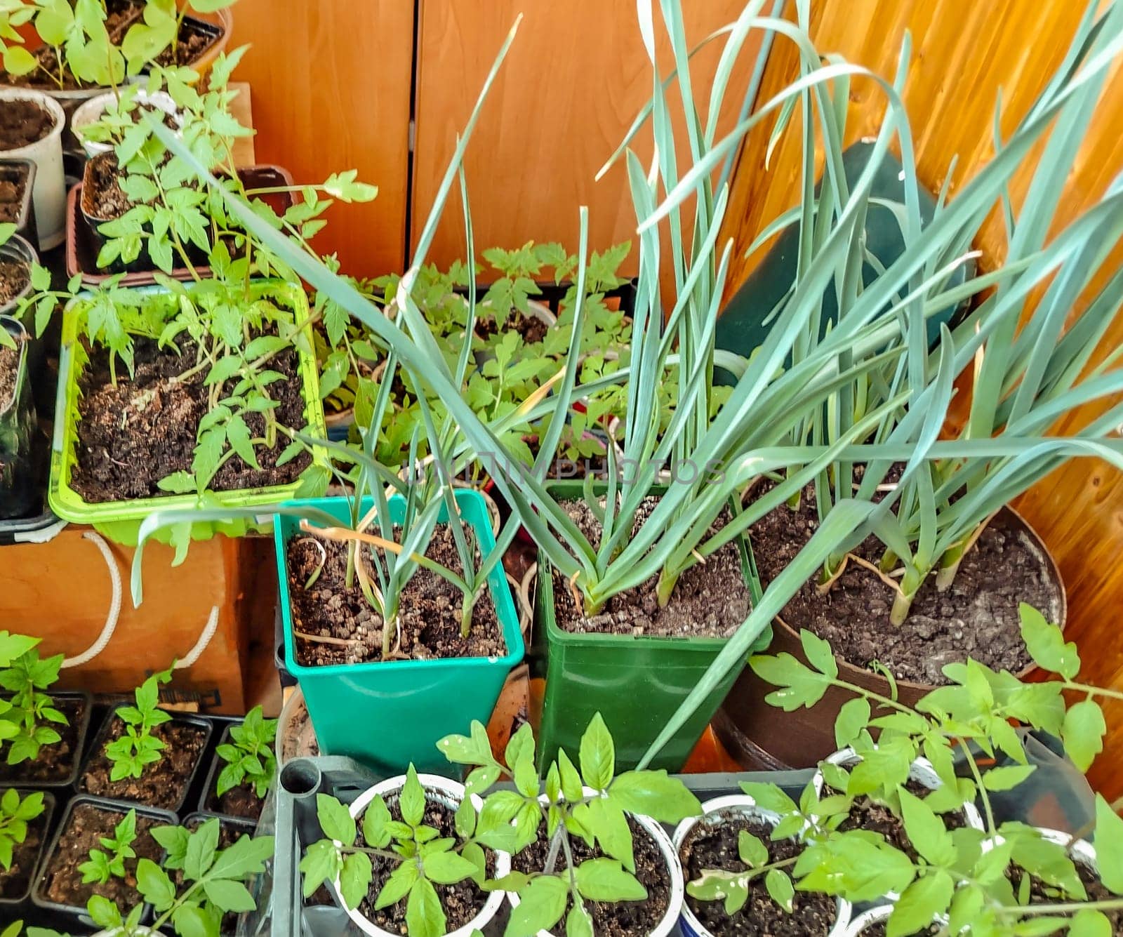 Garlic and tomato seedlings in plastic containers. Selective focus.