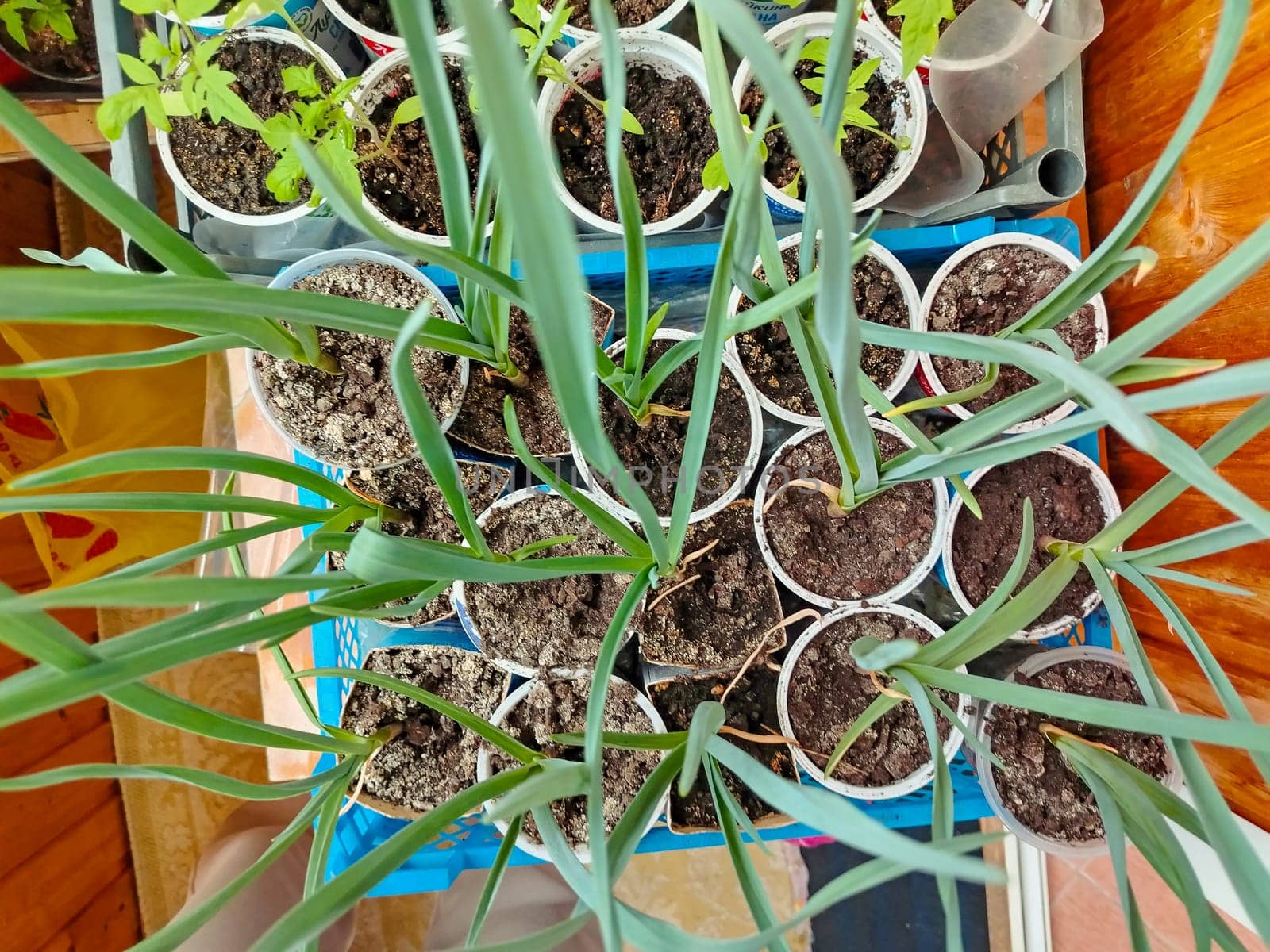 Top view of garlic seedlings in plastic containers. Selective focus.