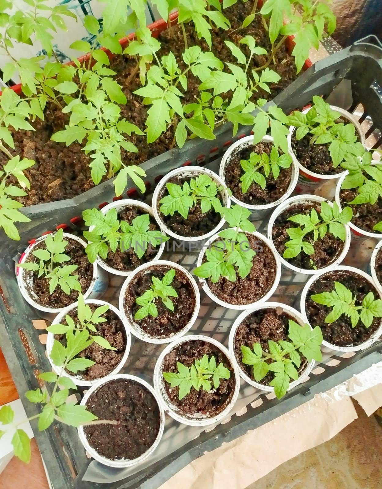 Top view of tomato seedlings in plastic containers. Farming concept, seasonal product.