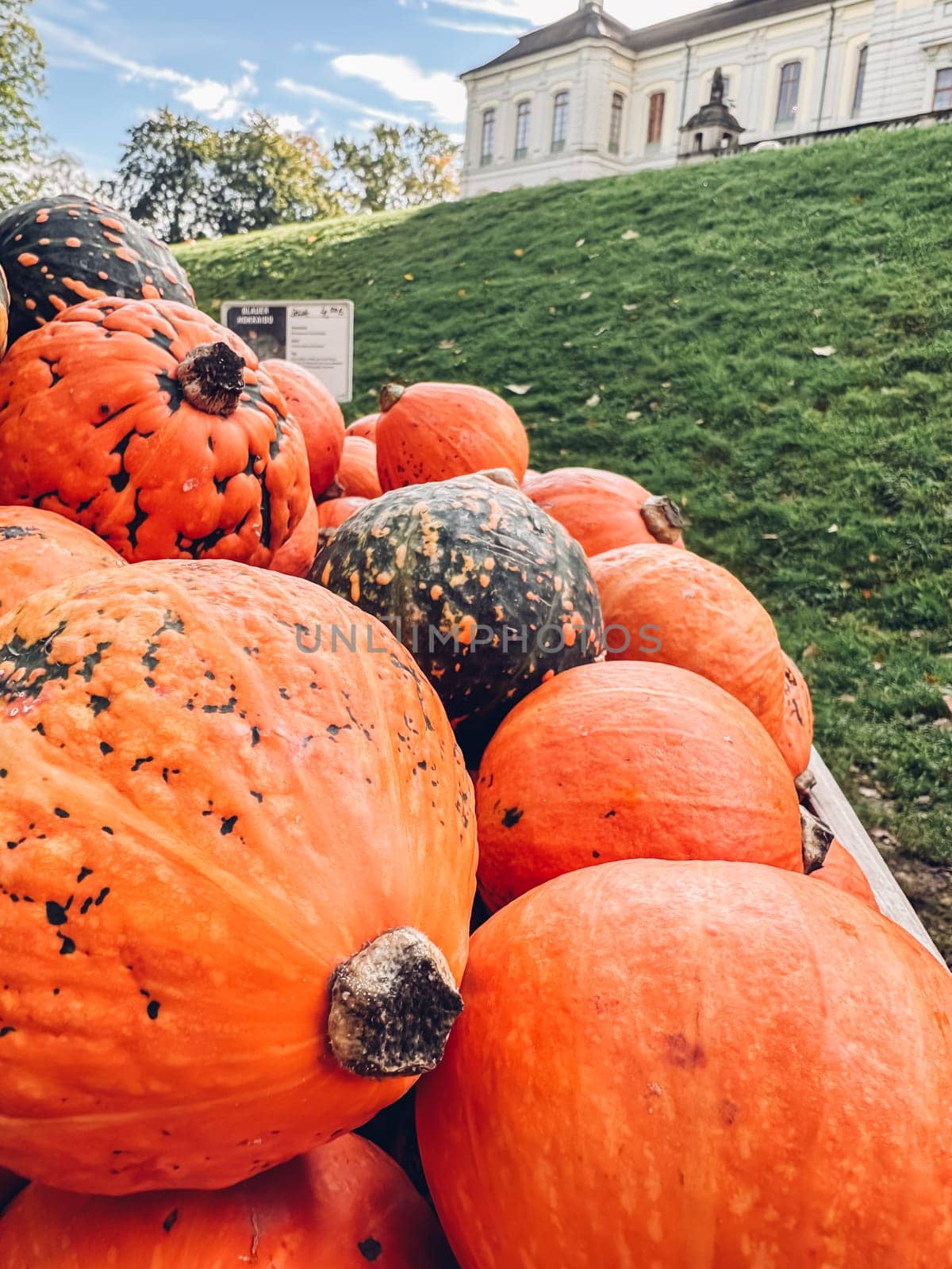 Large pile of pumpkins, some of which are green, sit on a grassy hill. The pumpkins are of various sizes and colors, with some being larger and more prominent than others