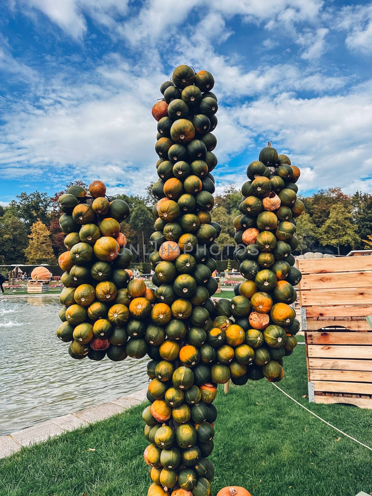Large cactus is covered in oranges. The cactus is in a park. There are many oranges on the cactus