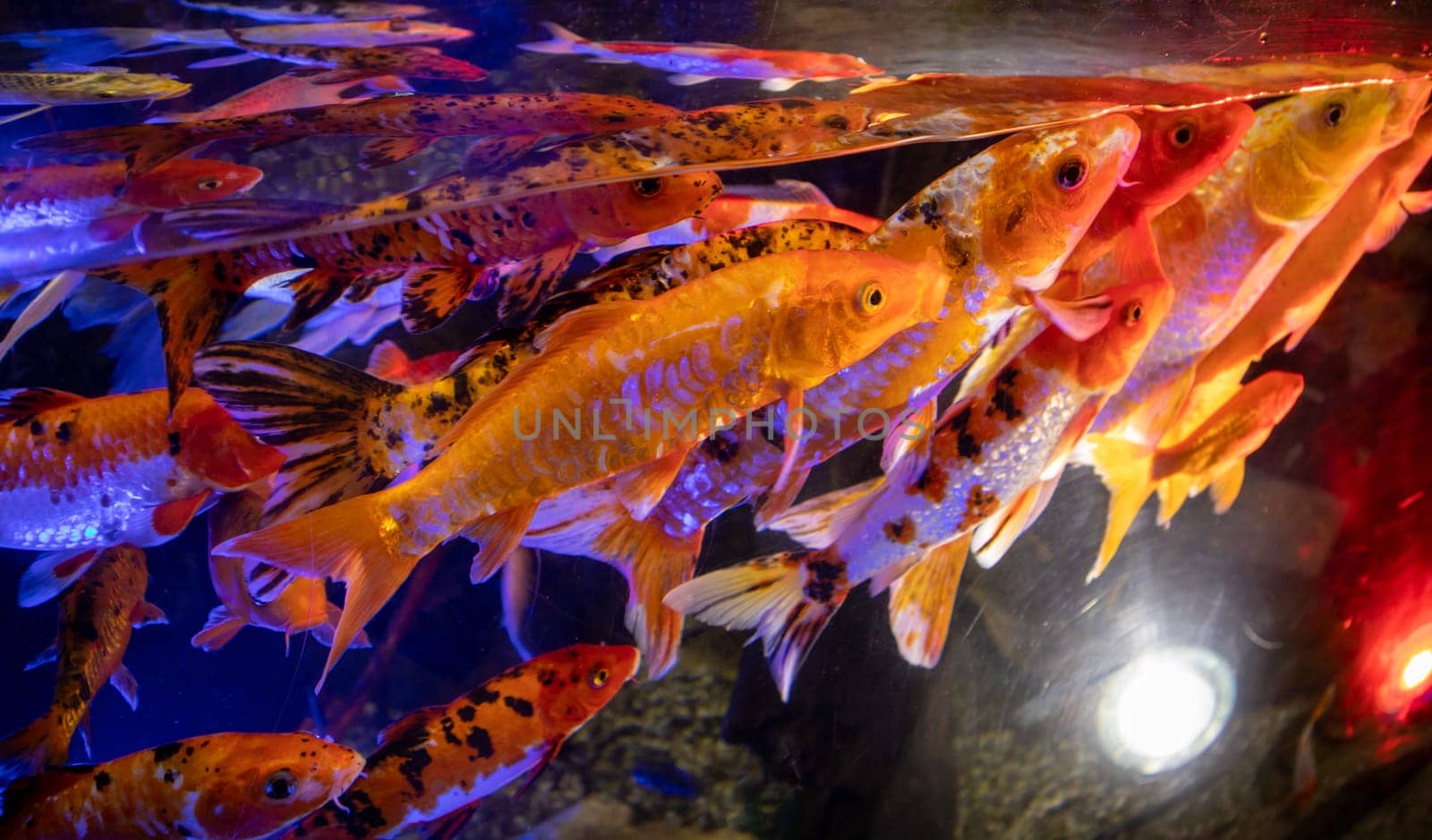 Lots of colorful aquarium fish. Aquarium oceanarium colorful sea panorama landscape.
