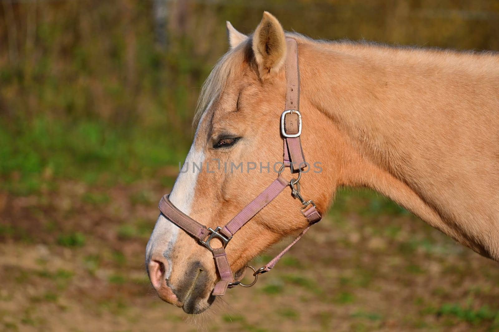 A beautiful horse is grazing on a green meadow on a sunny day. Concept for animals and nature

